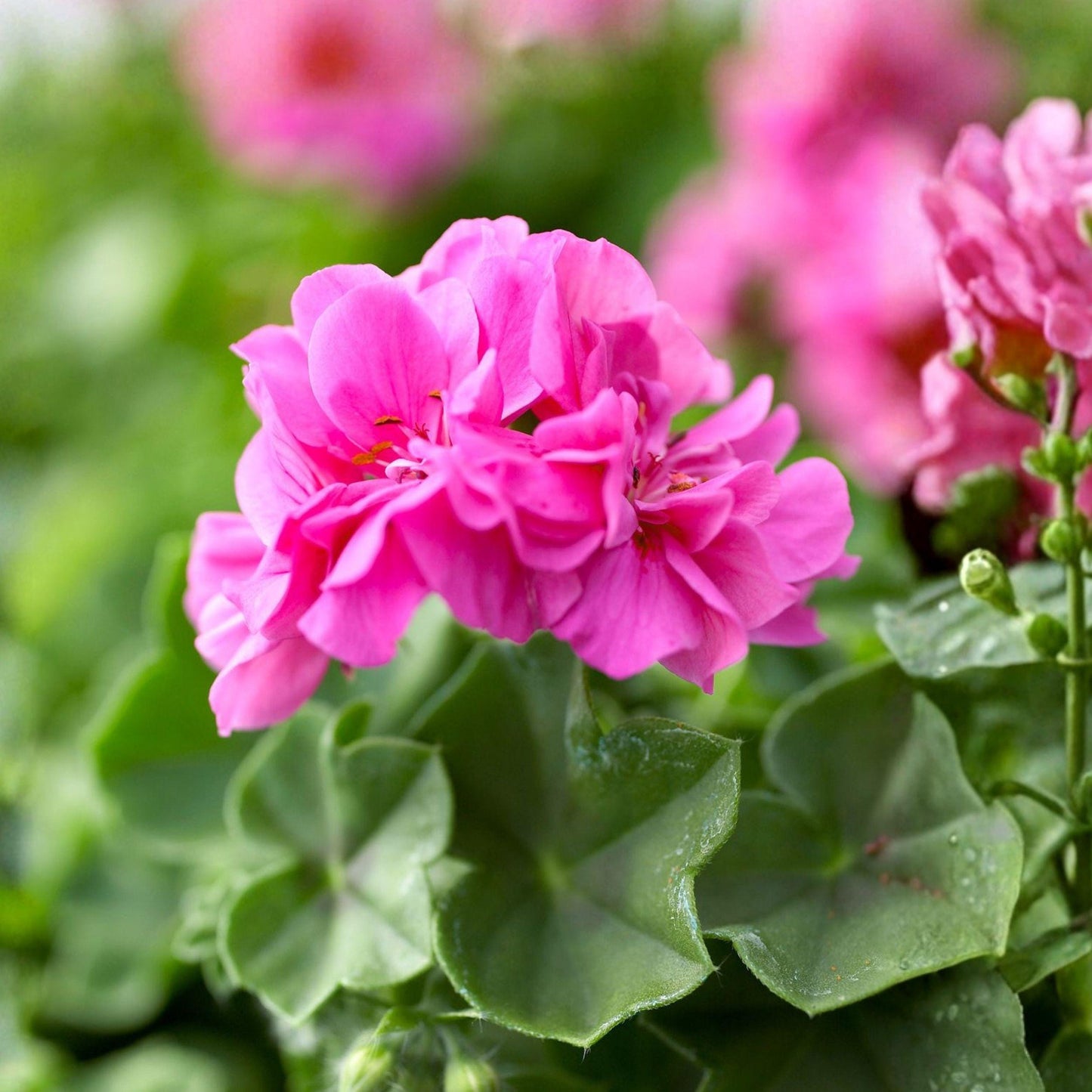 Pink Geranium Cuttings 6 Inches, Fragrant Flower Plant for Propagation, Pelargonium graveolens, 13 Pack