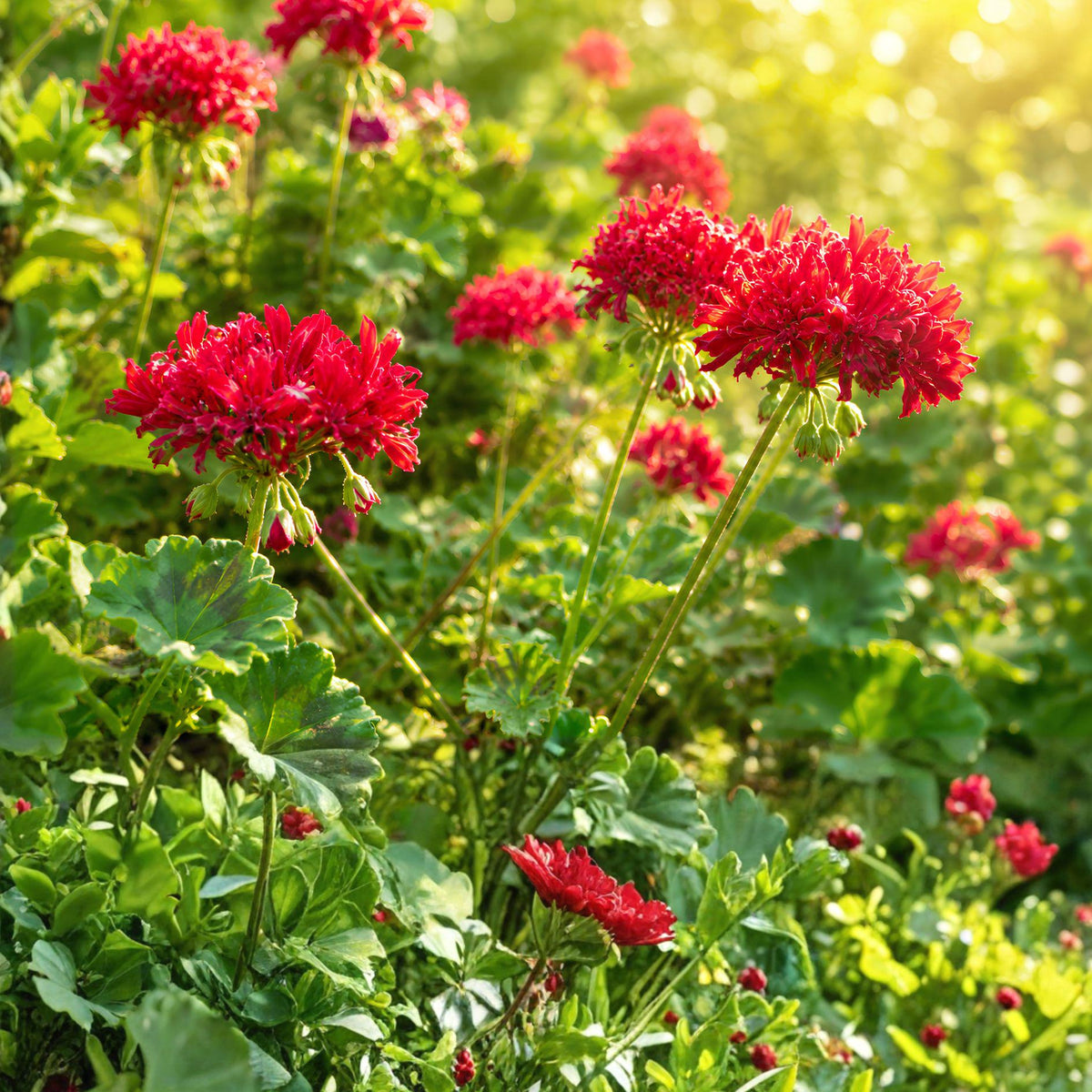 Rare Red Pelargonium Cutting | Spiky Bloom Geranium | Live Plant Propagation | Exotic Red Flowers | Pelargonium spp.