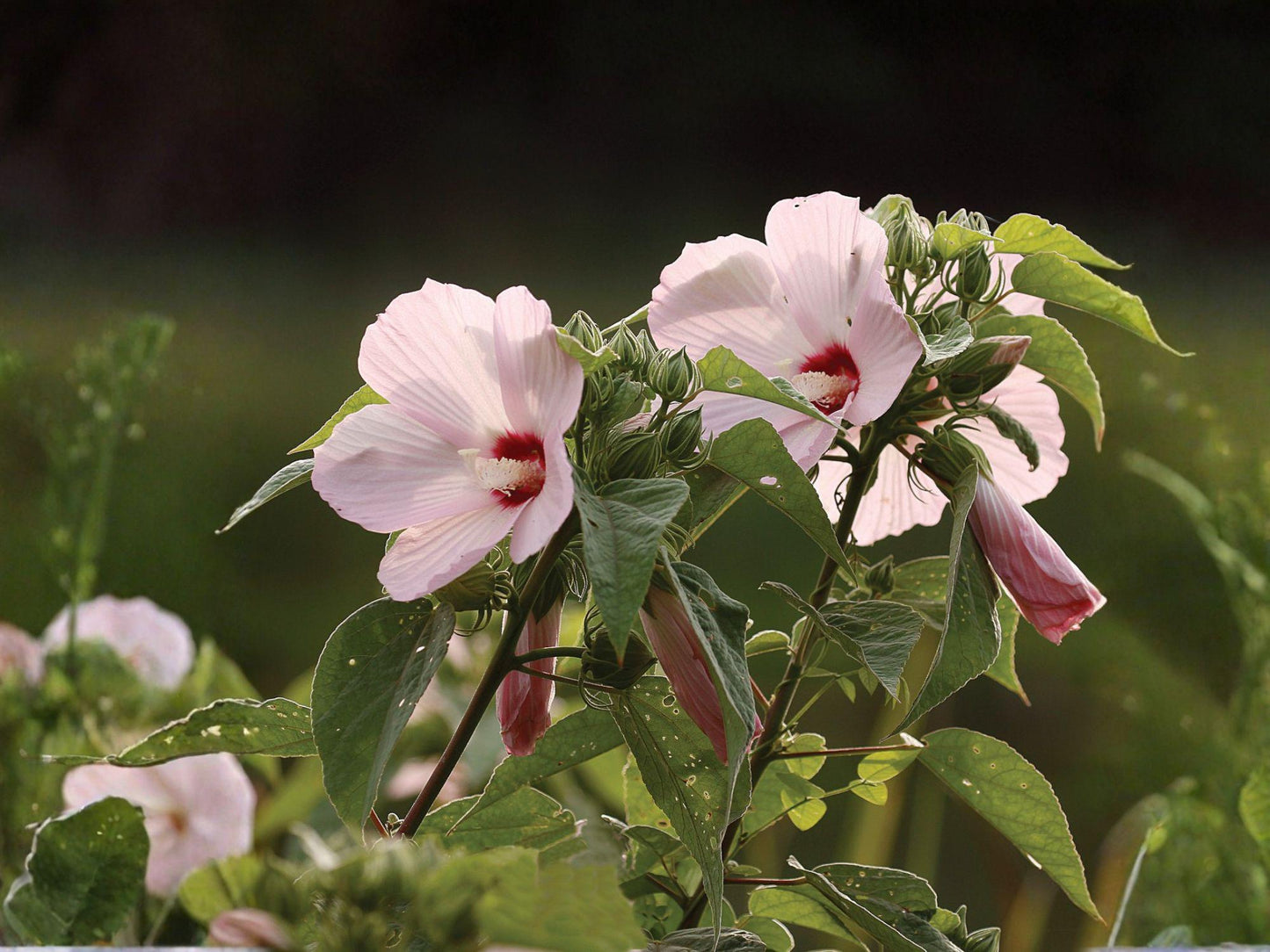 Wooly Rose Mallow Seeds | Hibiscus Lasiocarpos | Perennial Flowering Plant with Pale Pink Flowers | Moist Garden Borders