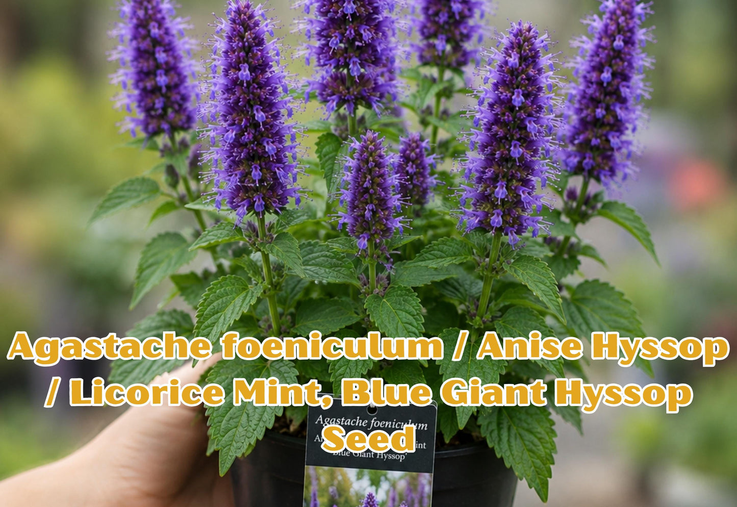 Agastache foeniculum Seeds | Anise Hyssop, Licorice Mint, Blue Giant Hyssop | Fragrant Lavender Blue Flowers | Pollinator Attractant