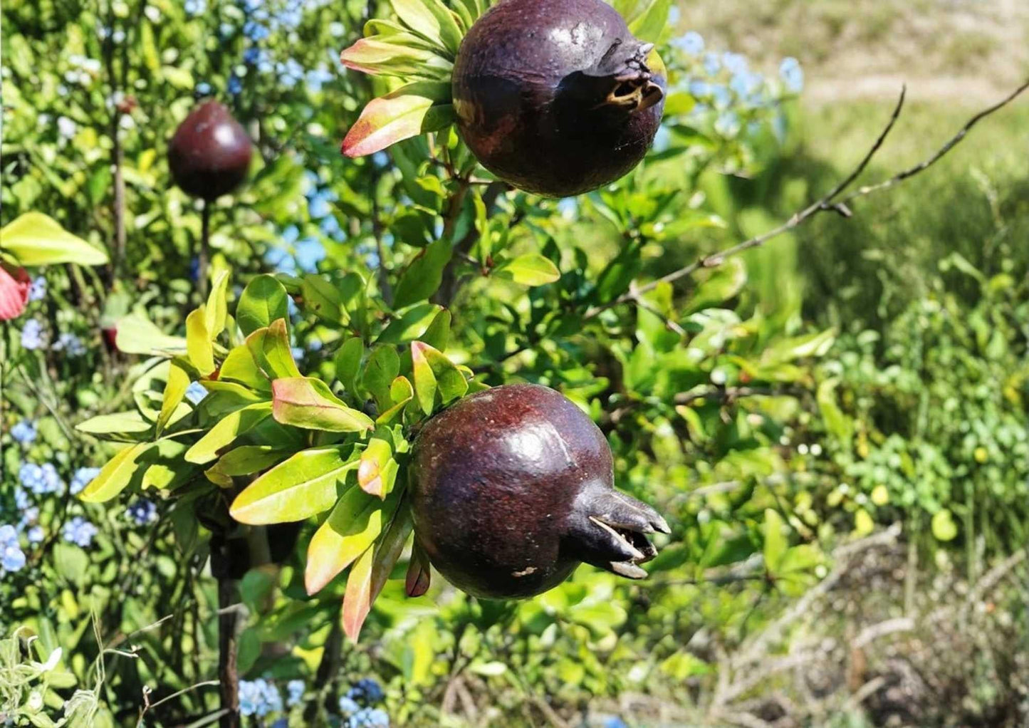 Black Pomegranate Live Fruit Tree – Punica granatum – 10–24 Inches Tall, Edible Landscape, Backyard Orchard, Warm Climate Plant