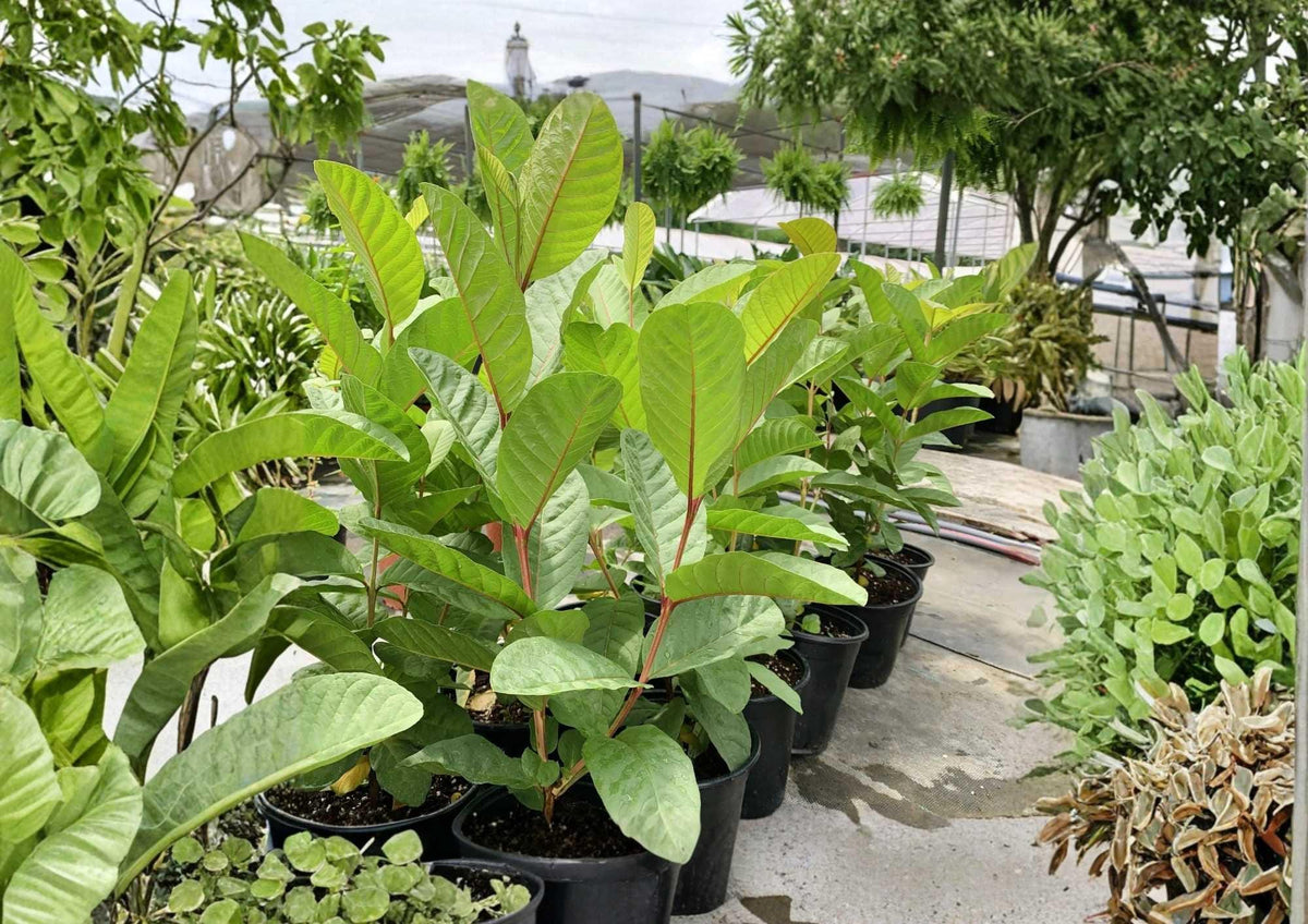 Mexican Guava Live Fruit Tree 1-2 Feet Tall – Psidium guajava, Tropical Edible Landscape, Backyard Orchard, Fruit Tree