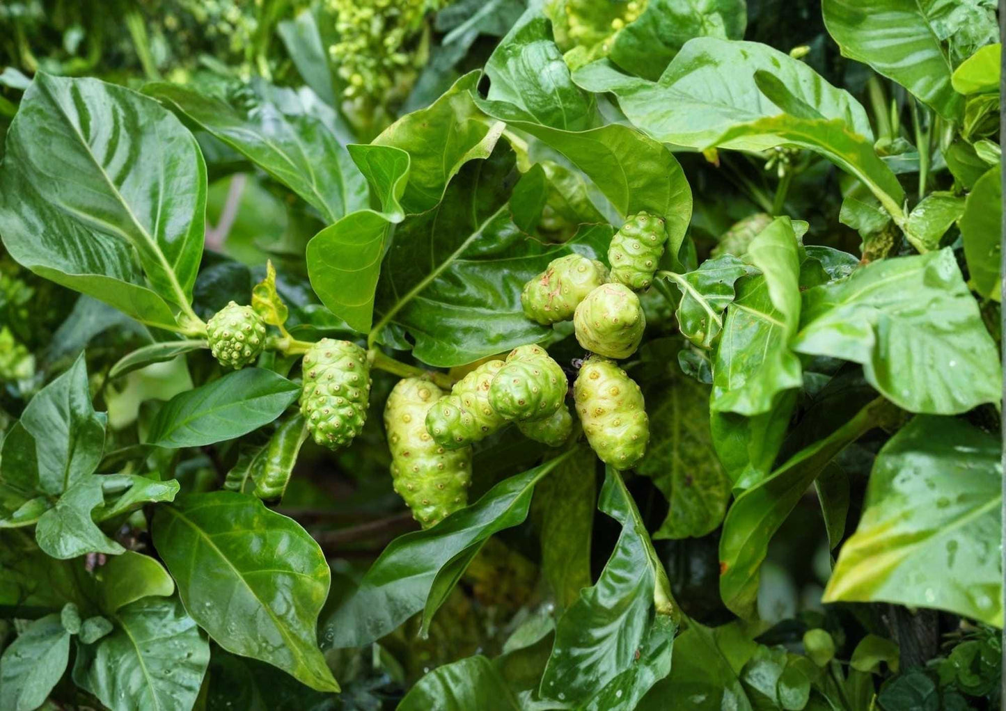 Noni Live Fruit Tree – 12-24 Inches Tall – Morinda citrifolia – Tropical Edible Fruit Tree for Gardens and Landscapes