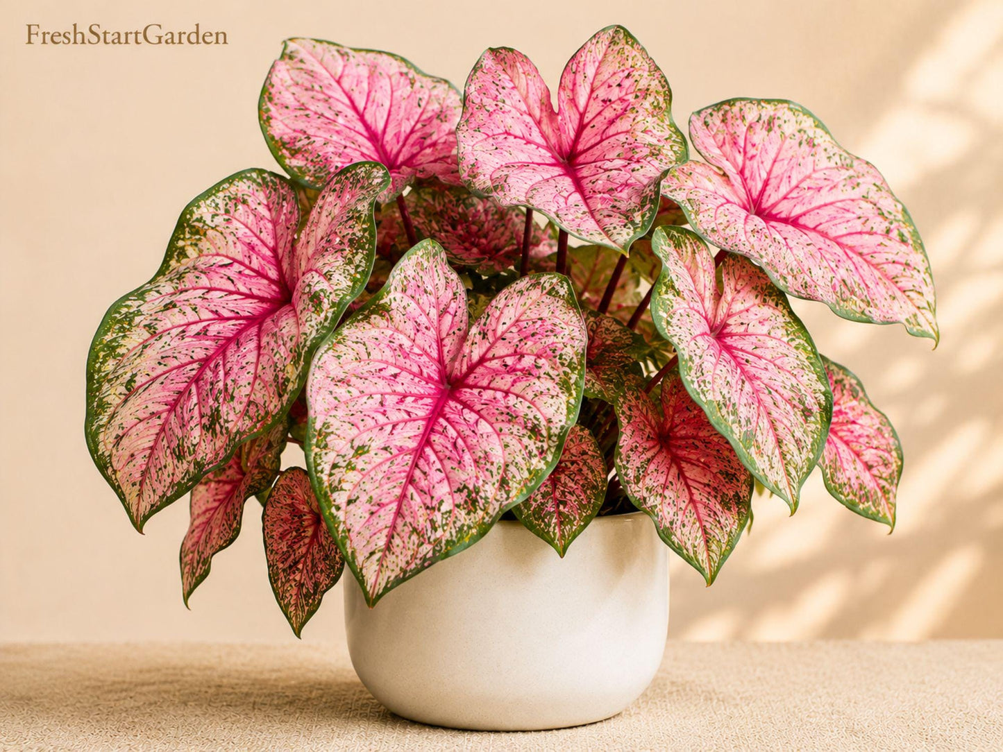 Pinky Swear Caladium Bulbs – Colorful Tropical Foliage for Shade Gardens – Caladium bicolor, Container & Landscape Plant