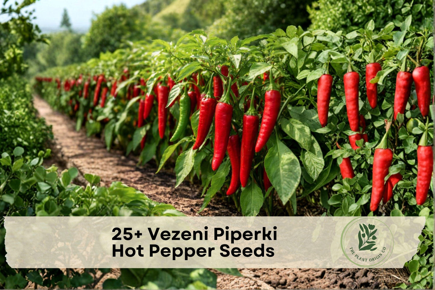 Vezeni Piperki Hot Pepper Seeds – Heirloom Balkan Capsicum annuum for Home Garden & Container Growing