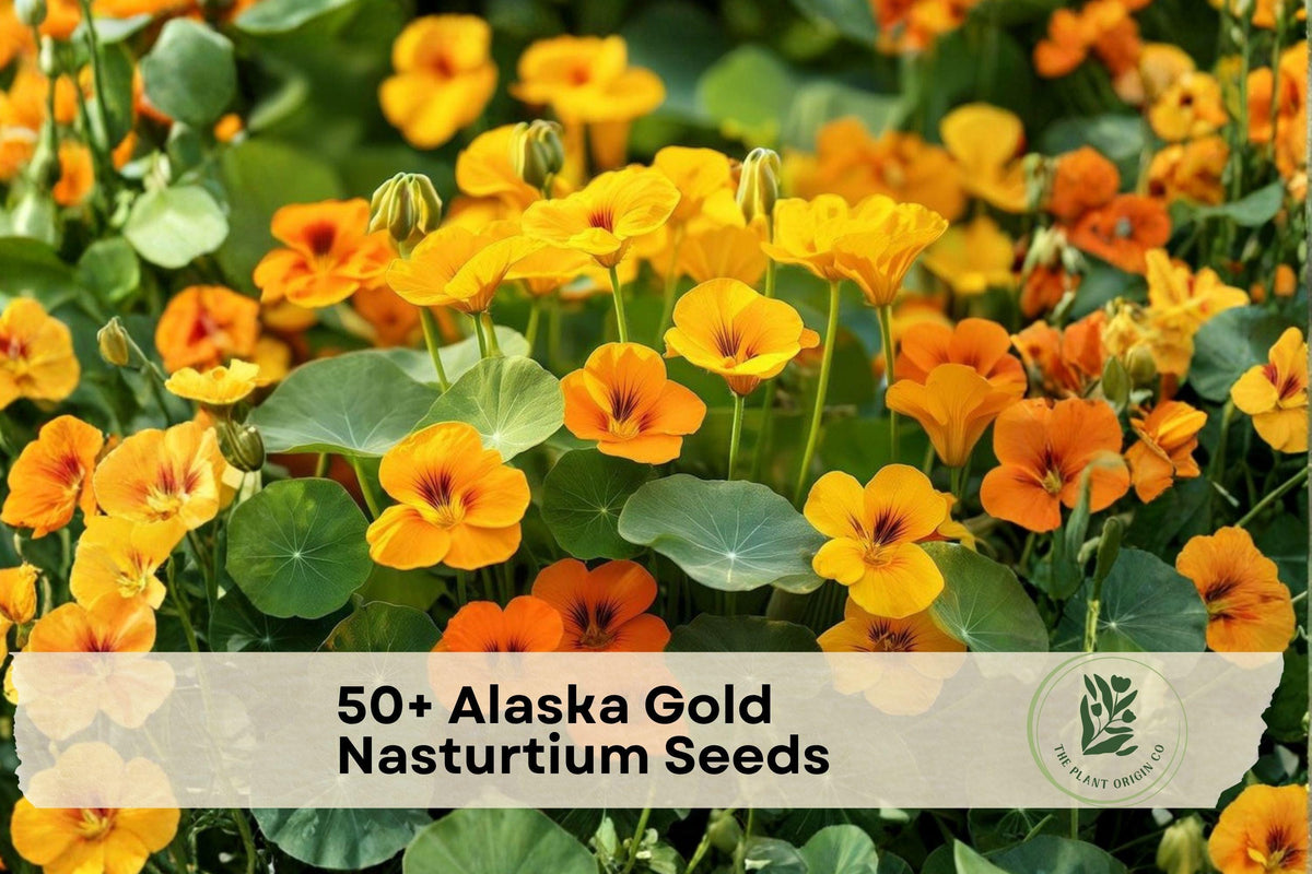 50+ Alaska Gold Nasturtium Seeds, Trailing Flowering Plant, Bright Yellow/Gold, Tropaeolum majus, Container & Garden Bed