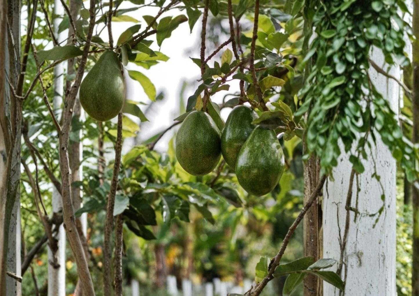 Semil 34 Avocado Live Fruit Tree – 12-24 Inches Tall – Persea americana – Edible Landscape, Backyard Orchard, Container Growing