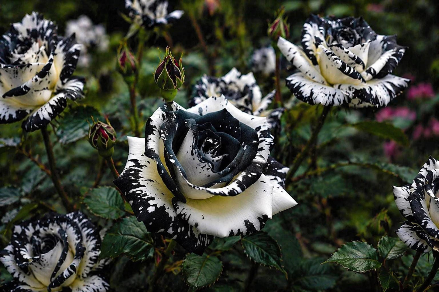 Rare Black & White Rose Seeds - 20 Non-GMO Heirloom Rosa spp. for Garden Planting, Unique Floral Variety