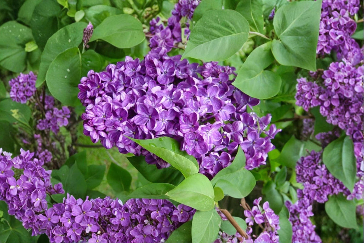 Purple Lilac Seeds – Syringa vulgaris, Deciduous Shrub with Purple Flowers, Garden and Landscape Planting, 50 Seeds