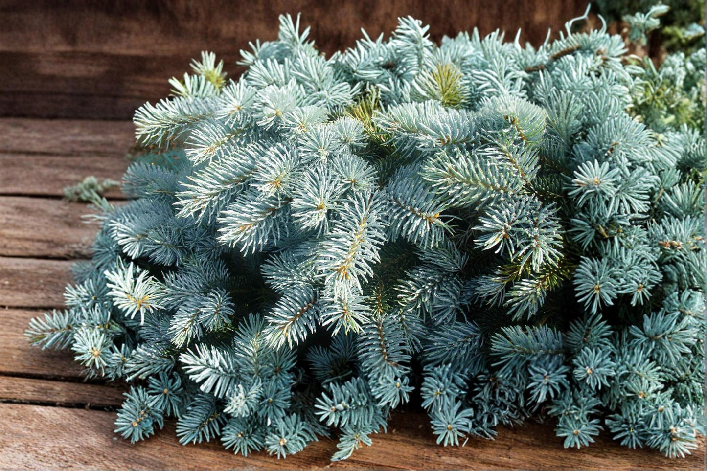 Blue Spruce Seeds – Picea pungens, Evergreen Conifer Tree for Landscaping and Garden Planting