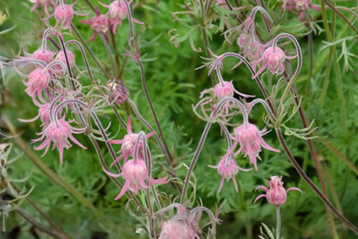 Prairie Smoke Seeds – Geum triflorum Perennial Wildflower for Rock Gardens & Native Landscaping, Pink Flowers
