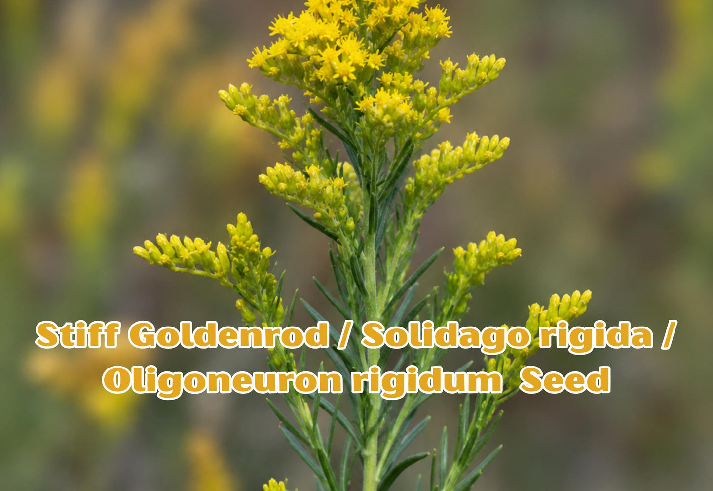 100 Seeds Stiff Goldenrod Wildflower Seeds - Solidago rigida / Oligoneuron rigidum Native Prairie Plant for Gardens, Meadow, Restoration