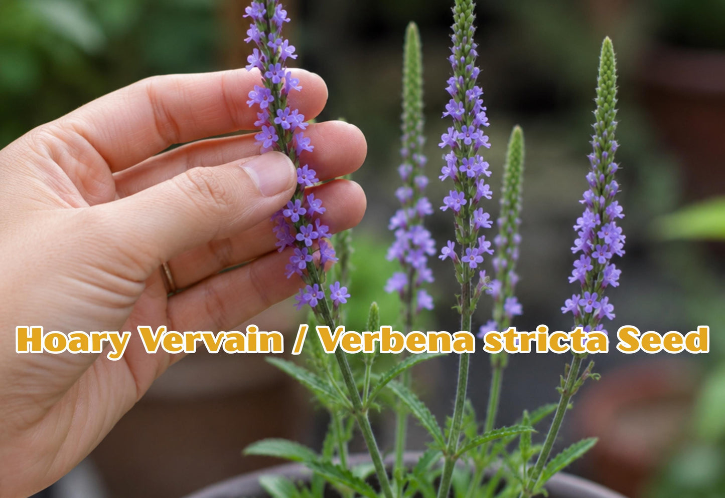 100 Seeds Hoary Vervain Wildflower Seeds – Native Pollinator Plant for Prairie, Meadow & Cottage Gardens – Verbena stricta