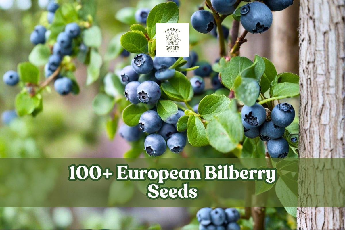 European Bilberry Seeds – Vaccinium myrtillus Lowbush Blueberry, Perennial Shrub for Woodland Gardens, 100+ Seeds