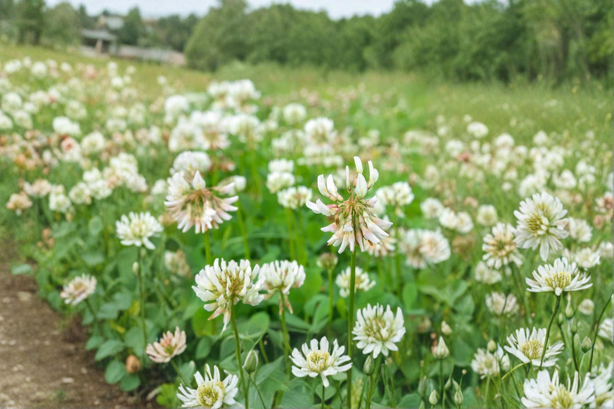 Dutch White Clover Seeds – Trifolium repens, Perennial Ground Cover for Lawns, Erosion Control & Cover Crops