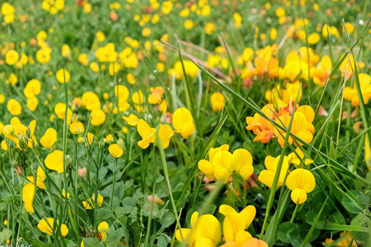 Bird's Foot Trefoil Seeds 2500 – Lotus corniculatus Perennial Wildflower Yellow Blooms Pollinator Garden