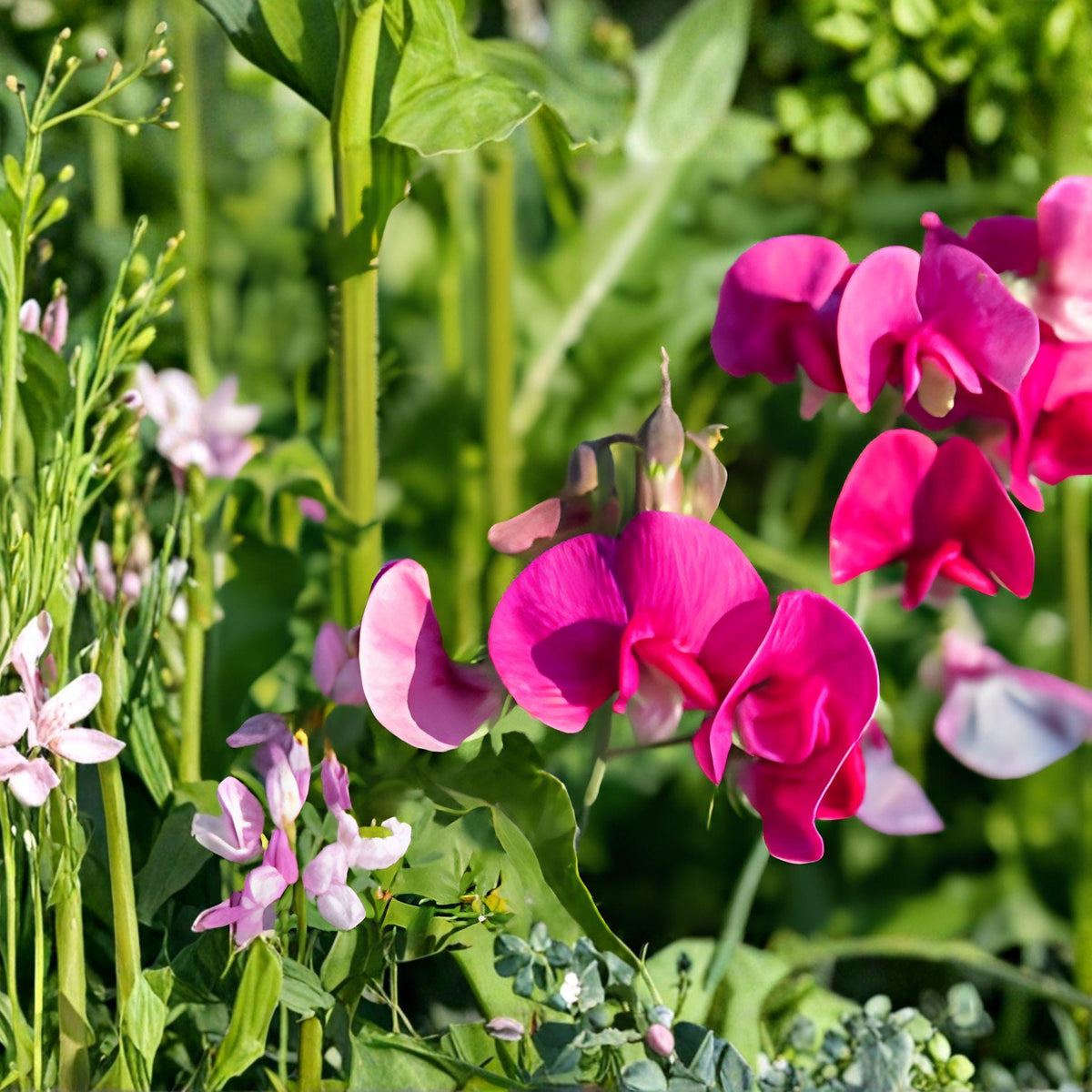 Sweet Pea Bush Cuttings | Polygala Myrtifolia | Milkwort Flower Plant | 7 Live 6" Unrooted Cuttings for Garden Borders and Containers
