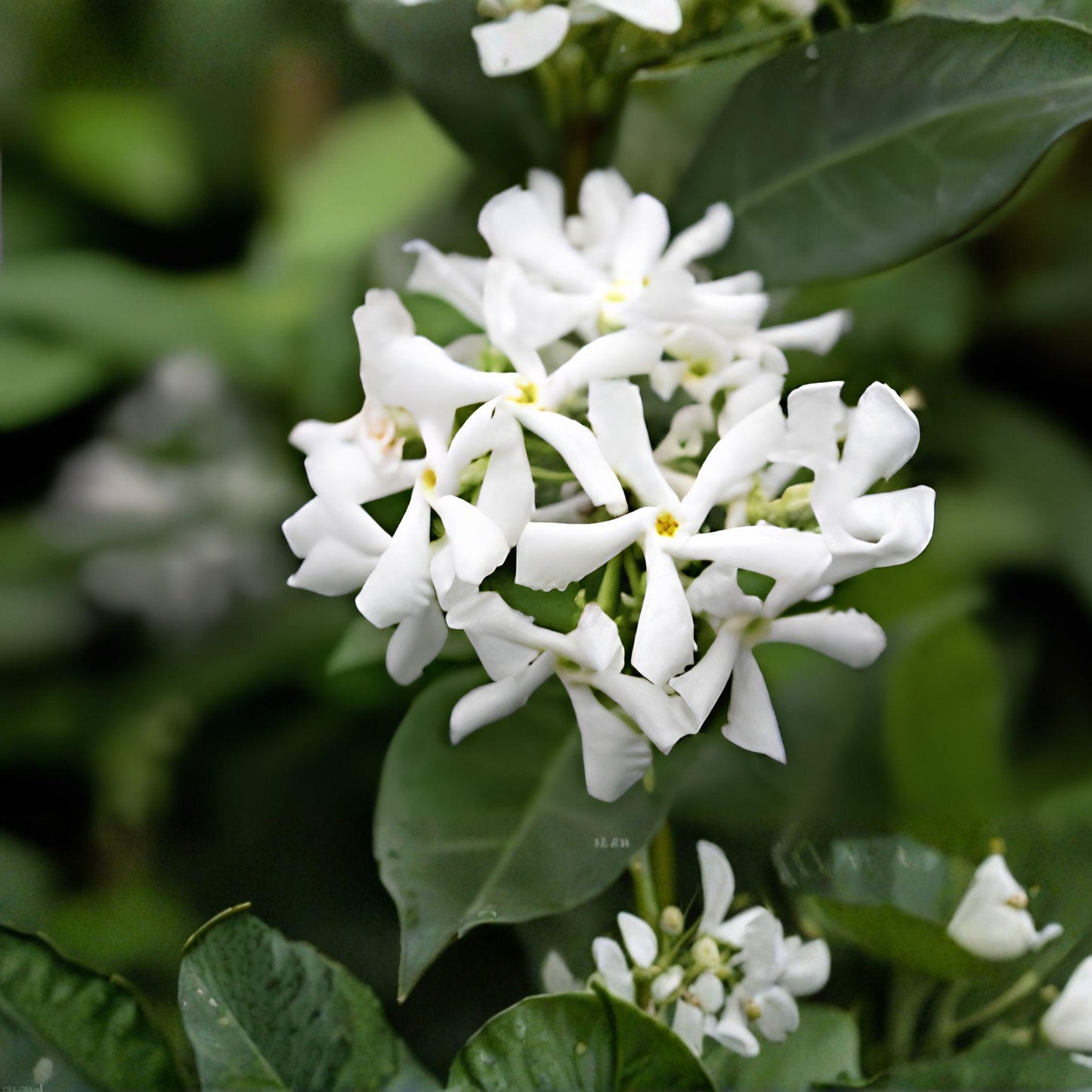 Star Jasmine Cuttings | Unrooted Clippings | Fragrant White Flowers | Trachelospermum Jasminoides Climbing Vine