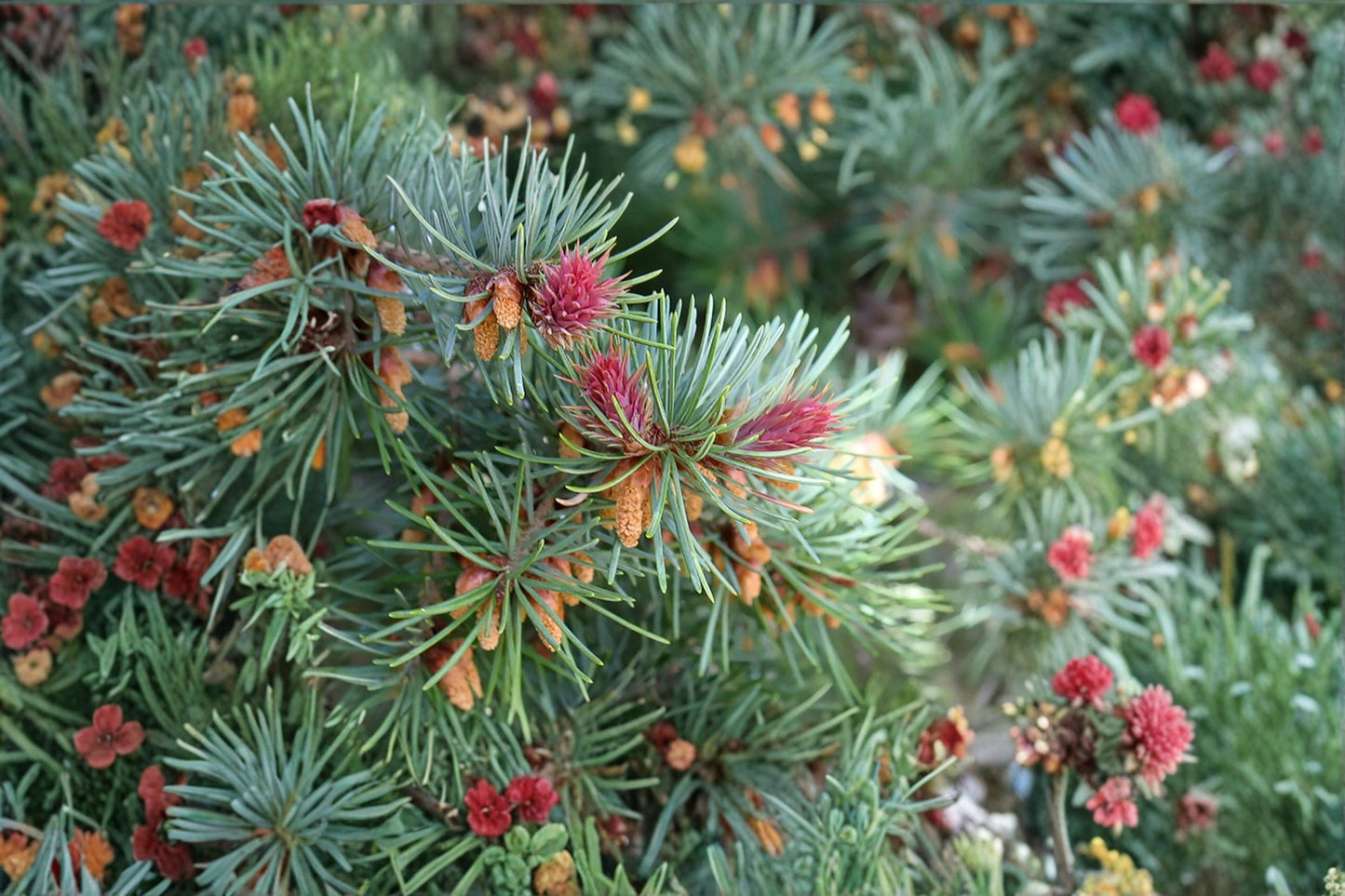 Blue Douglas Fir Seeds – Pseudotsuga menziesii var. glauca, Evergreen Conifer, Blue-Green Needles, Bonsai & Landscape Planting
