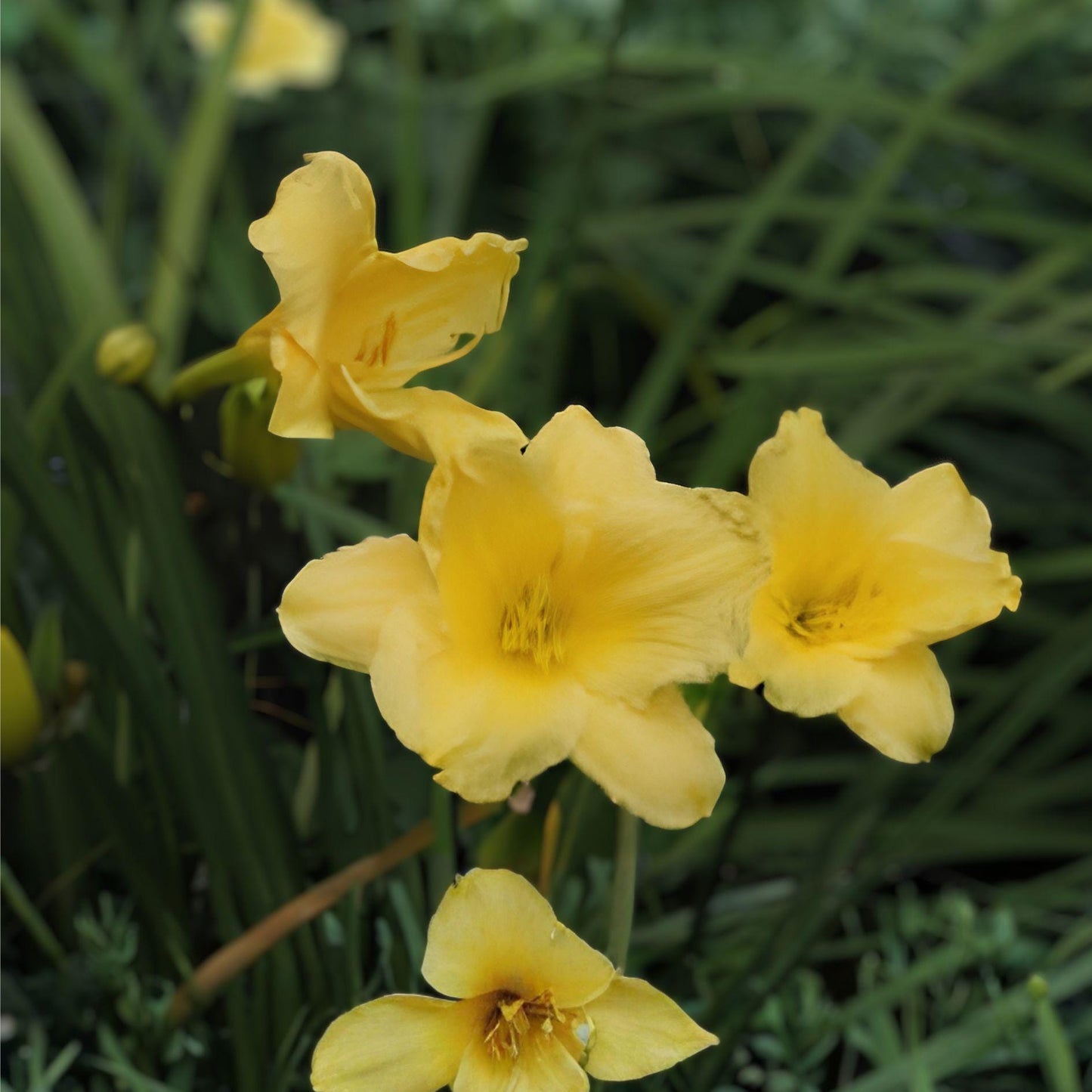Big Time Happy Daylily Live Root Plant | Hemerocallis ‘Big Time Happy’ | Yellow Reblooming Flower | Perennial Garden Plant