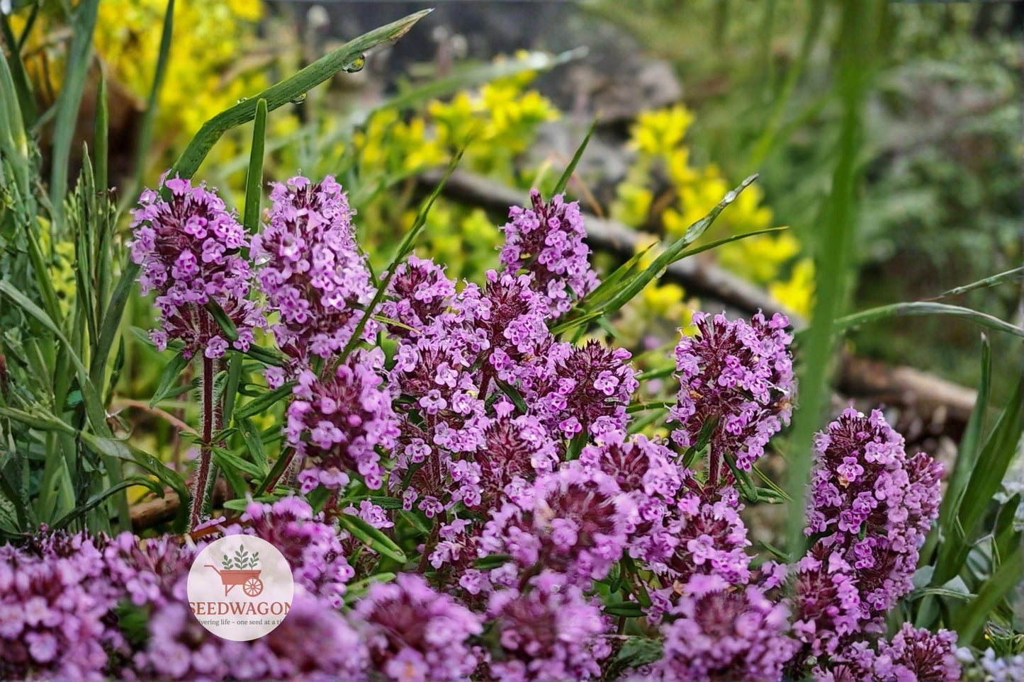 Wild Thyme Seeds – Broad-leaved Lemon Thyme, Thymus pulegioides, Aromatic Perennial Herb, Groundcover, Pollinator-Friendly Flowers