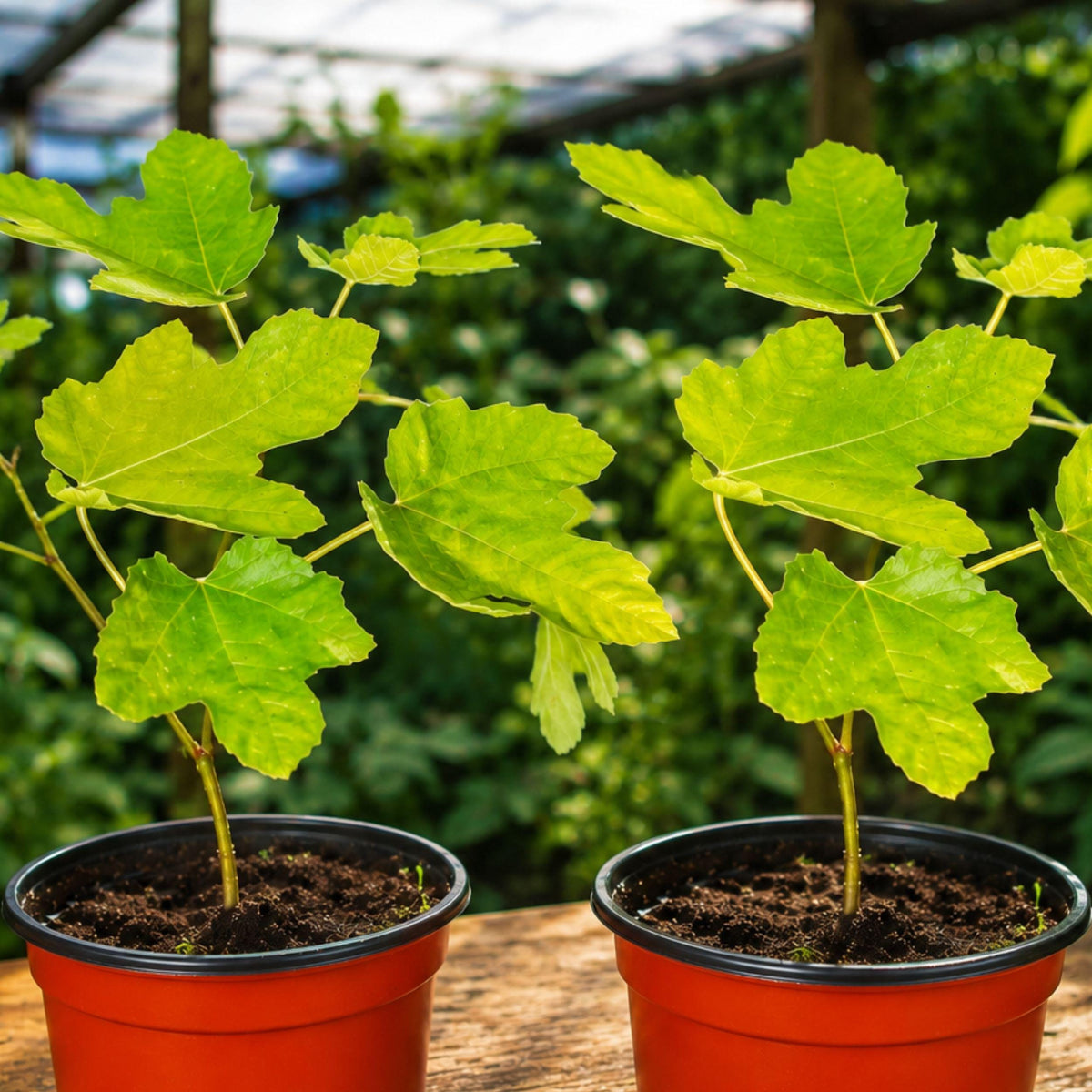 Latarula Fig Tree Plant, Ficus carica, Fruit Bearing Starter, 6-14 Inches, Garden or Container Plant