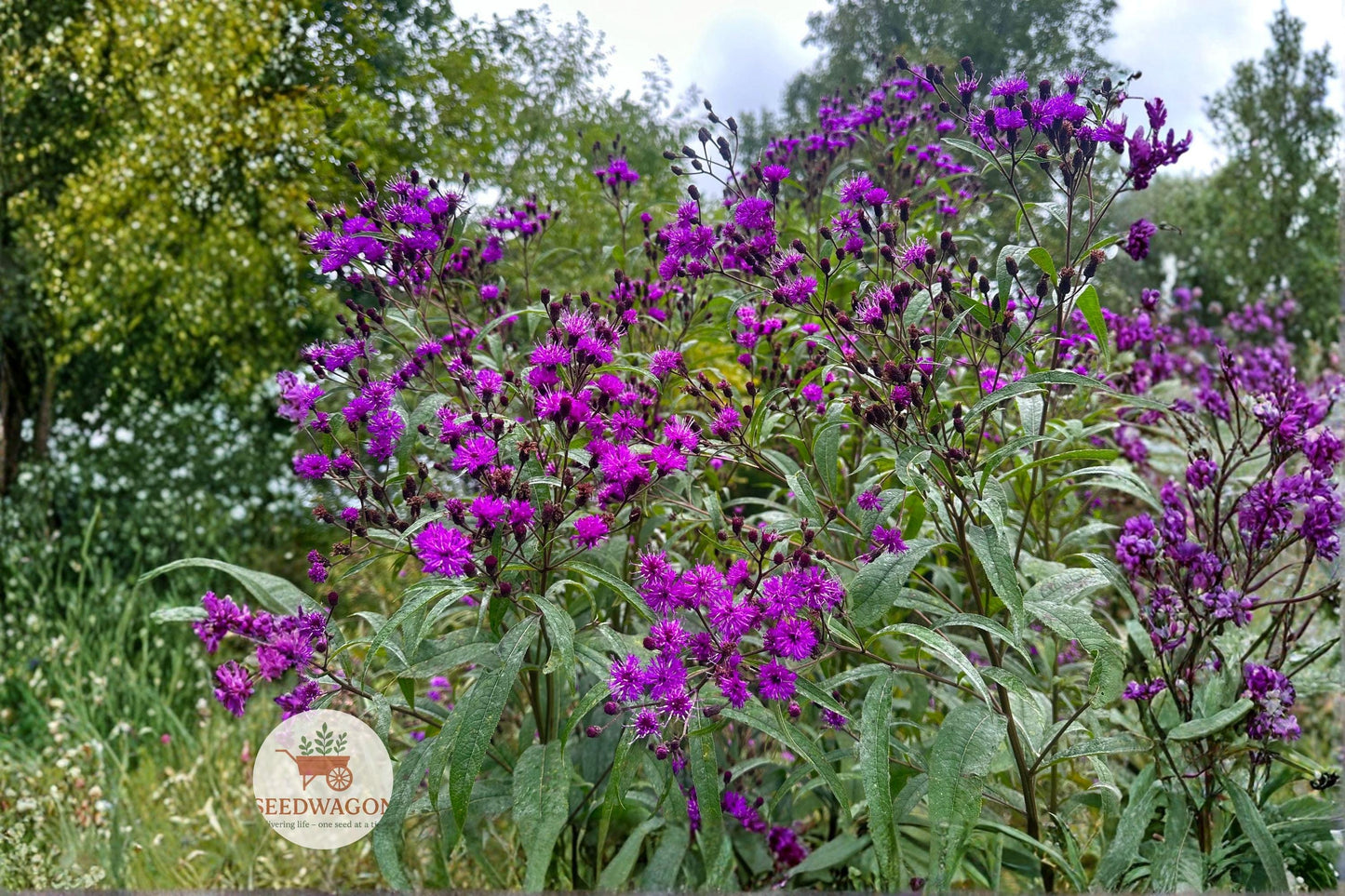 New York Ironweed Seeds – Vernonia noveboracensis Native Wildflower, Tall Perennial, Purple Blooms, Pollinator & Wildlife Friendly
