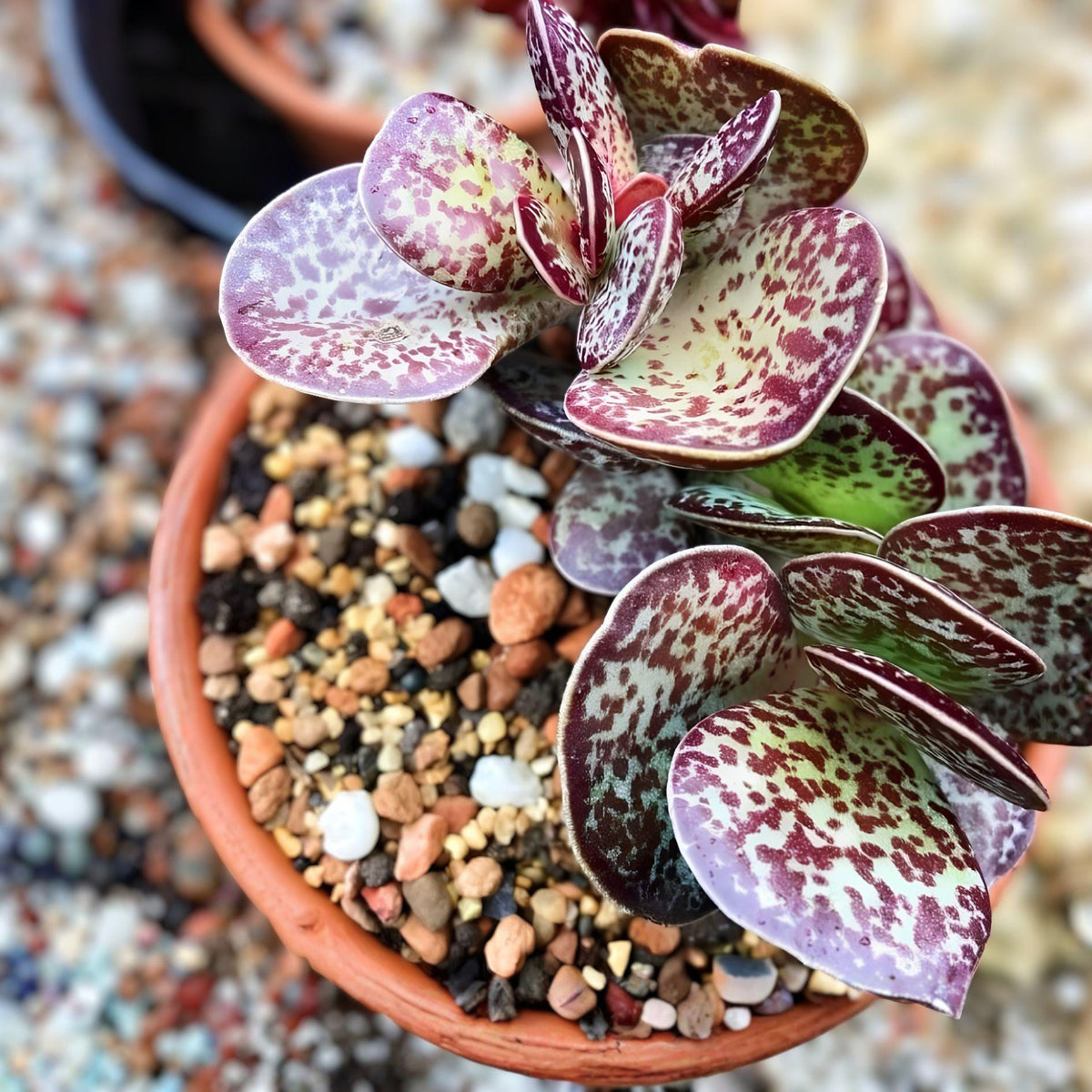 Calico Hearts Succulent Plant | Adromischus maculatus | Chocolate Drop | Live Rooted Succulent for Indoor & Outdoor Gardens