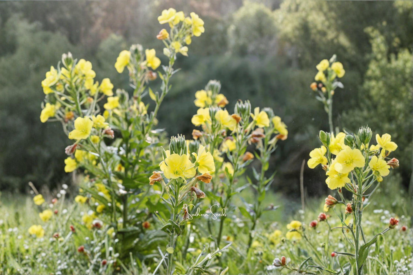 Evening Primrose Seeds – Oenothera biennis – Wildflower, Yellow Blooms, Pollinator-Friendly, Garden Bed & Border Plant