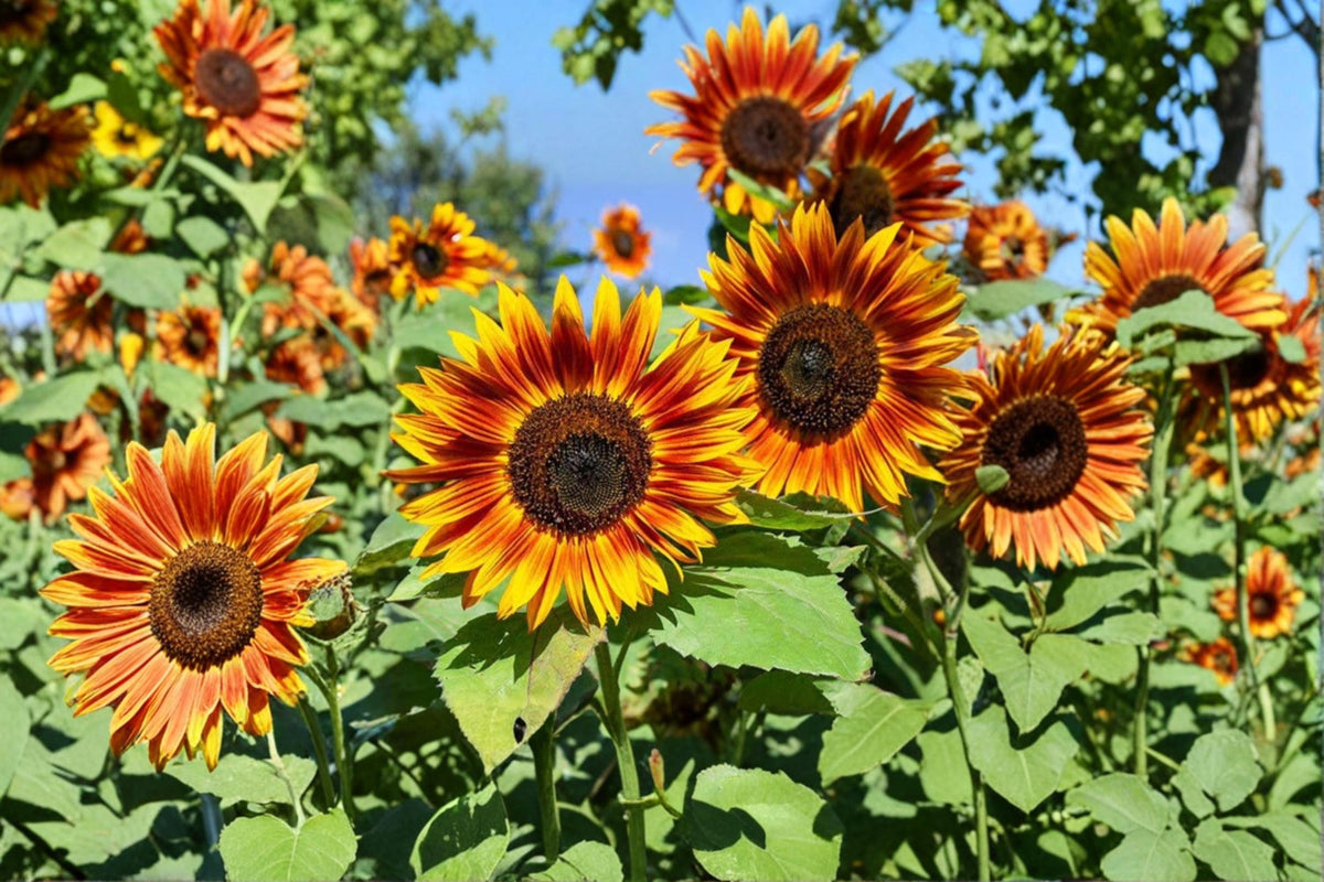 Red Sun Sunflower Seeds – Helianthus annuus, Burgundy & Copper Blooms, Tall Branching Annual Flower, 50 Seeds