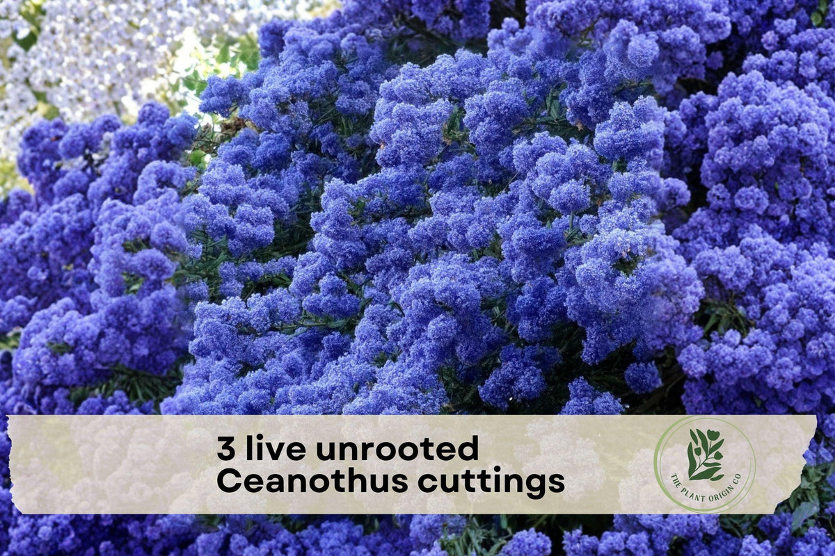 Unrooted Ceanothus Cuttings – California Lilac Blue Flowering Shrub for Drought-Tolerant Gardens & Landscaping