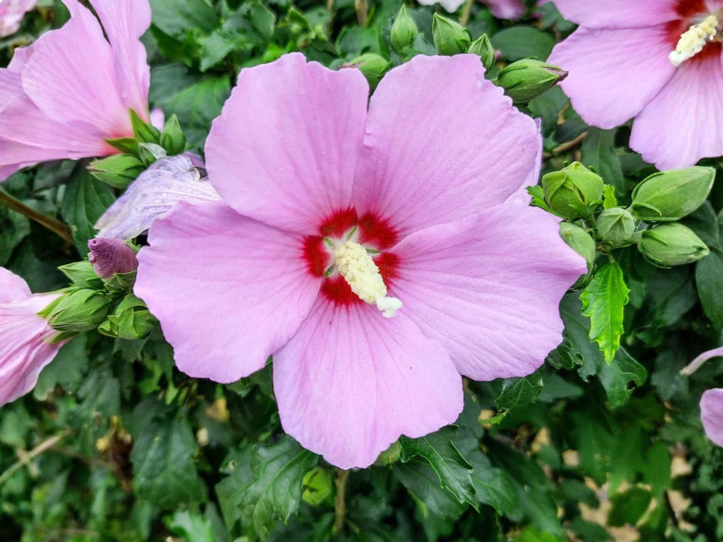 Rose of Sharon Seeds | Hibiscus syriacus Flowering Shrub | Pink, Purple, White, Blue | Ornamental Garden Plant