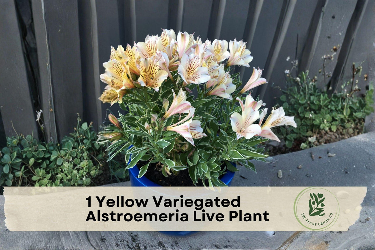 Yellow Variegated Alstroemeria Live Plant Root Bulb - Peruvian Lily, Ornamental Perennial, Clumping, Full Sun, Well-Draining Soil