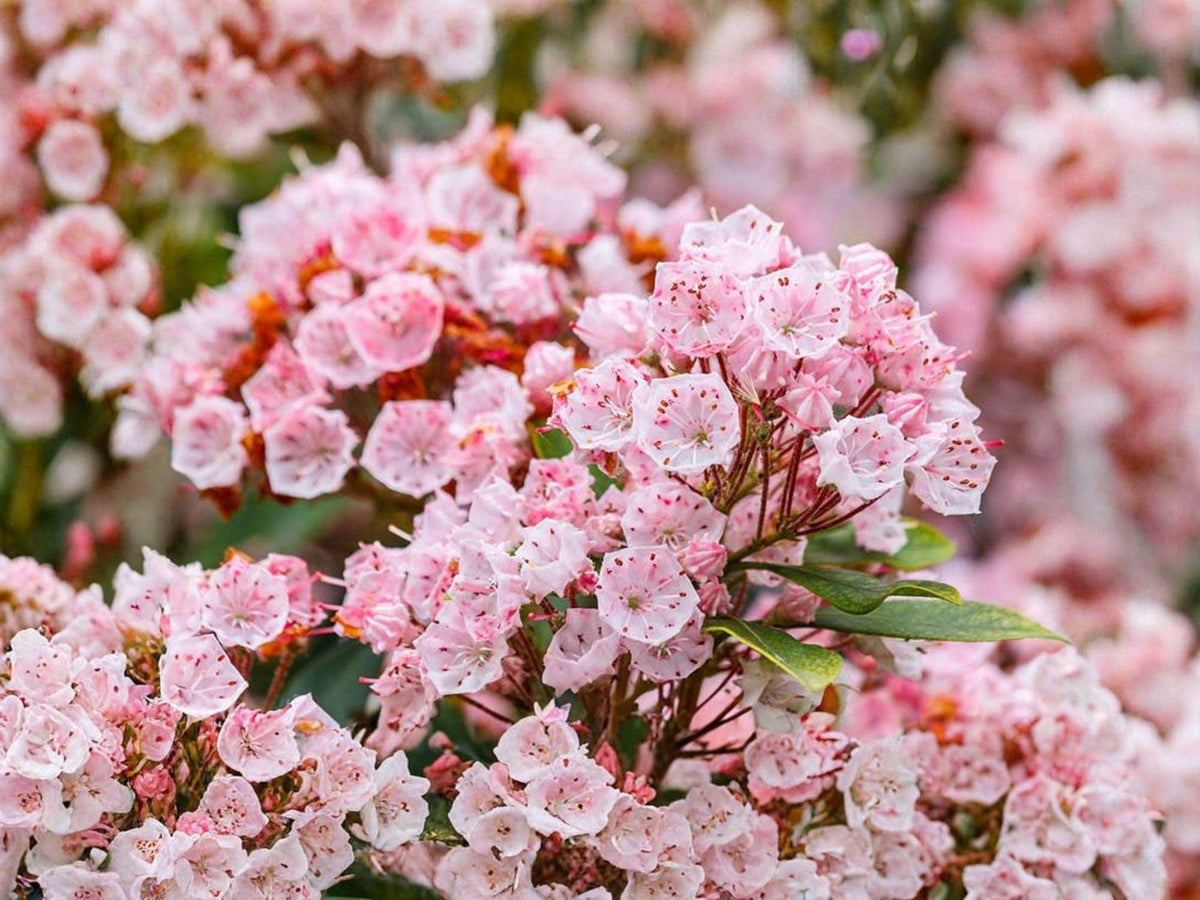 Mountain Laurel Seeds | Kalmia latifolia Evergreen Shrub | Pink to White Flowers | Woodland Garden Planting
