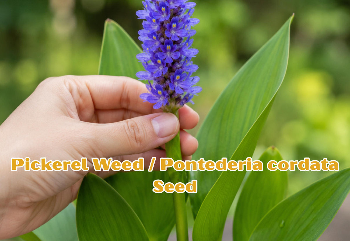 10 Pickerel Weed Seeds | Pontederia cordata Aquatic Pond Plant | Blue Violet Flowers for Water Gardens & Wetlands