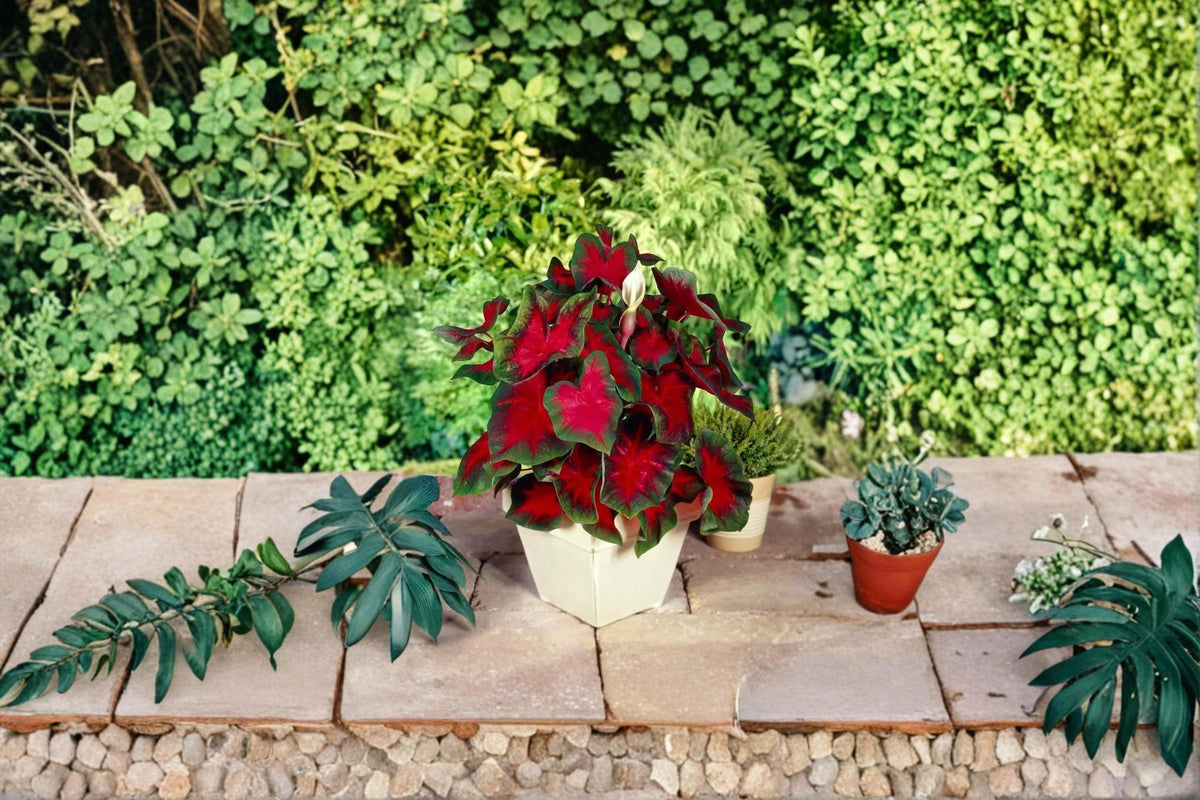 Caladium Buck Bulbs – Caladium bicolor Tropical Foliage Plant for Shade Gardens and Containers