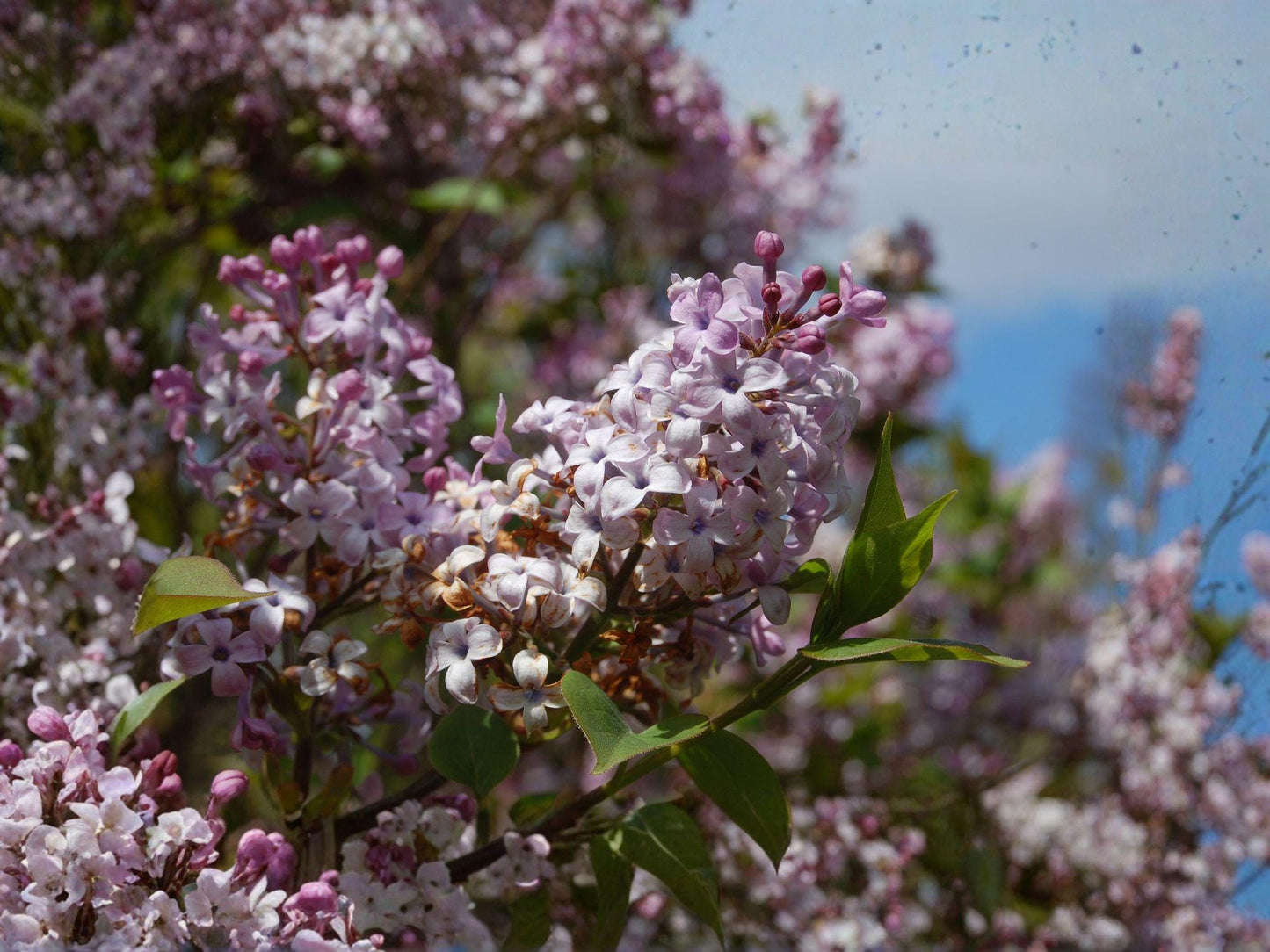 Early Lilac Flower Seeds | Syringa oblata Lavender Purple Fragrant Shrub for Hedges & Ornamental Gardens