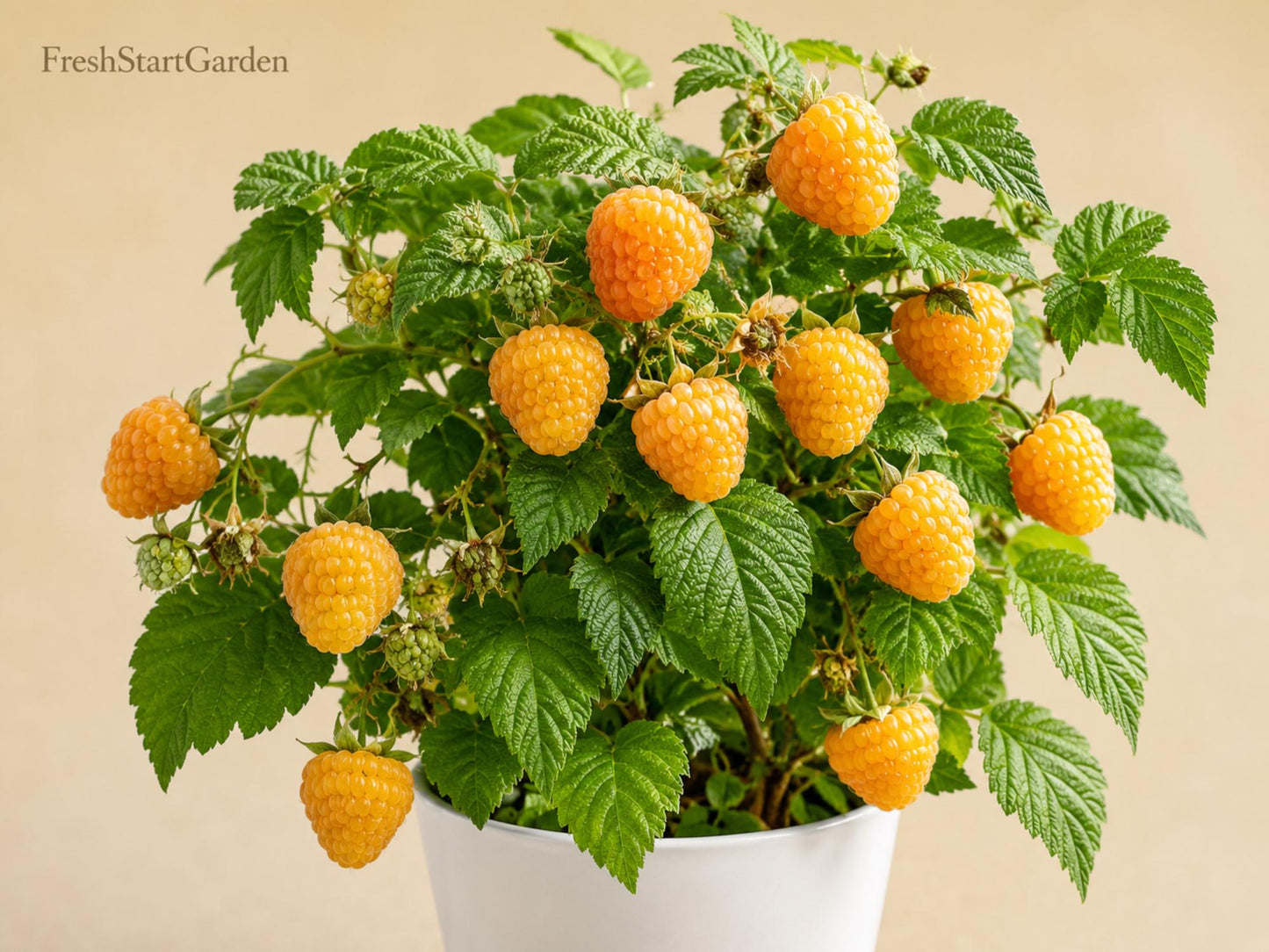 Fall Gold Raspberry Rooted Plant – Everbearing Rubus idaeus Golden Edible Berries for Zones 3-8