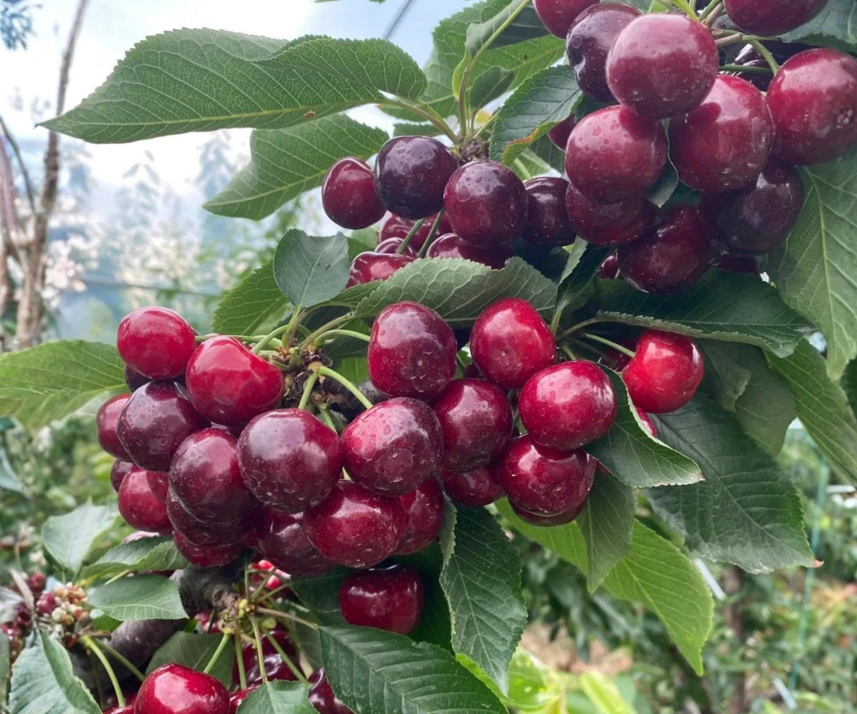 Dwarf Cherry Tree Seedlings Live Self-Pollinating Fruit Plants for Containers, Patio, Balcony - Prunus avium
