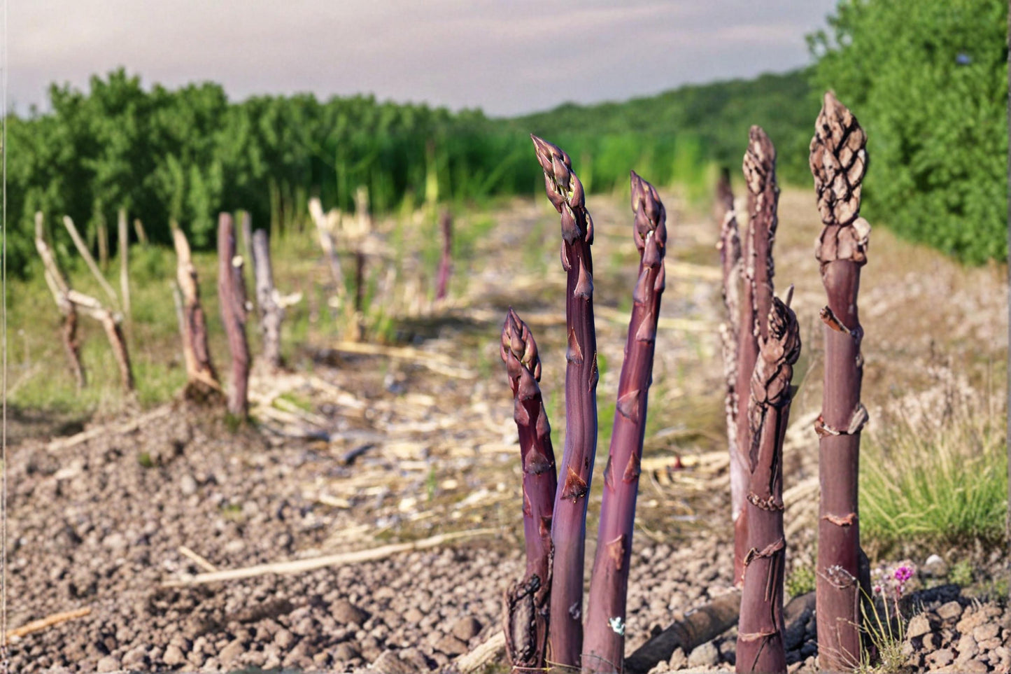 Purple Passion Asparagus Plants – 2 Bare Root Crowns, Edible Perennial Vegetable, Purple Spears, Asparagus officinalis
