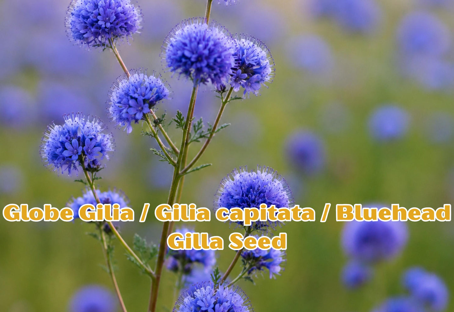 Bluehead Wildflower Seeds, Gilia capitata, Pollinator Garden, Cut Flowers, Drought Tolerant, 100 Seeds