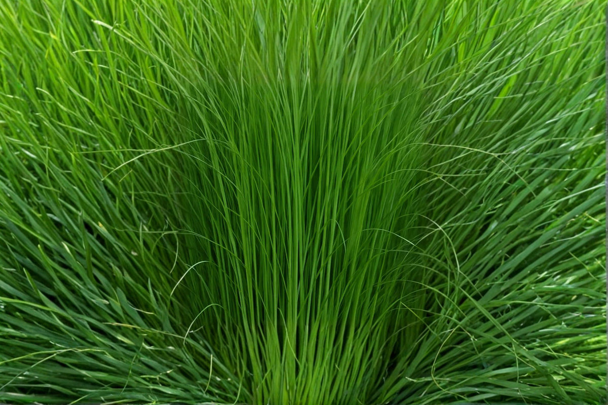 Elephant Grass Seeds, Pennisetum purpureum, Ornamental Tall Grass for Landscaping & Privacy Screening