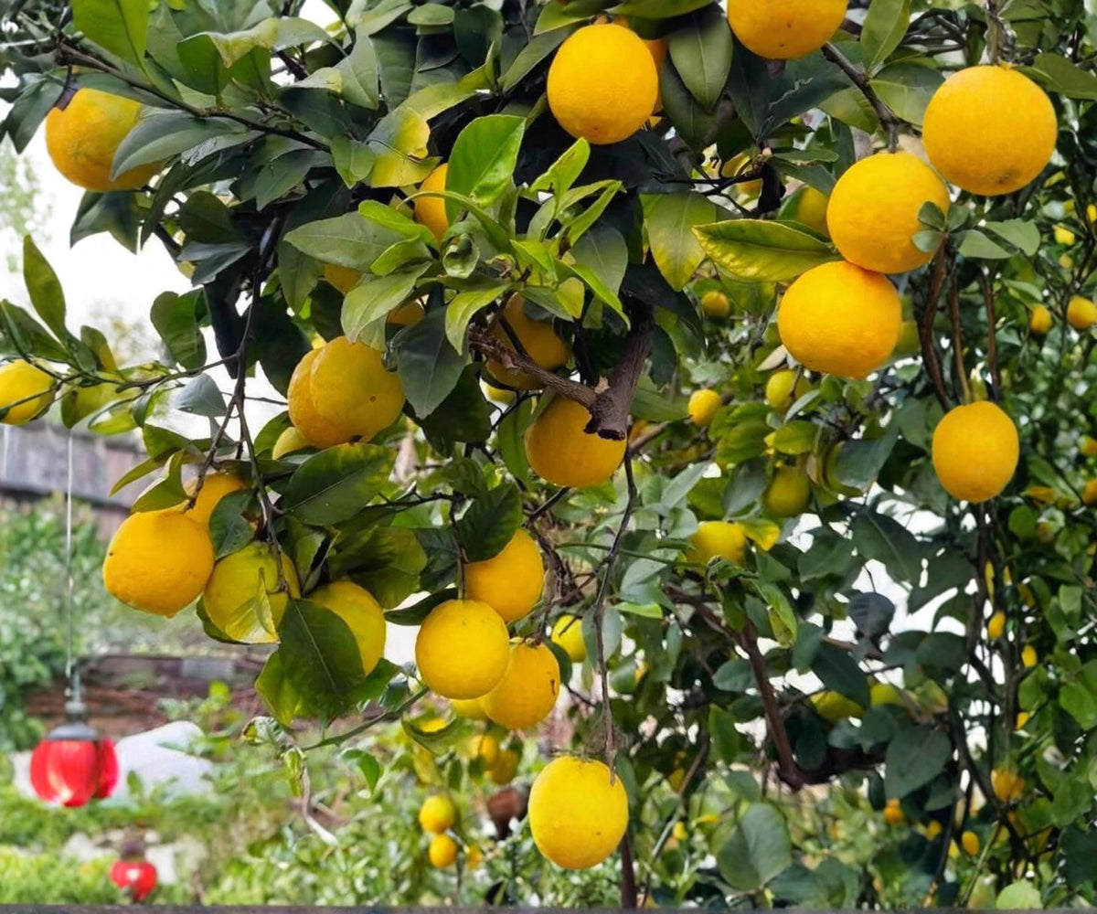 Cold Hardy Lemon Tree Seedlings, Live Citrus Plant for Patio & Garden, Fast Fruiting, Citrus limon