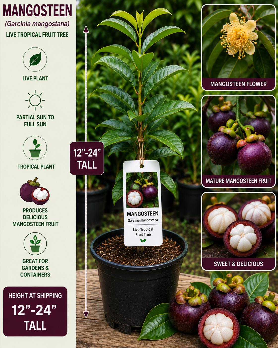 Mangosteen Live Fruit Tree 12–24 Inches Tall Garcinia mangostana Tropical Edible Garden Plant