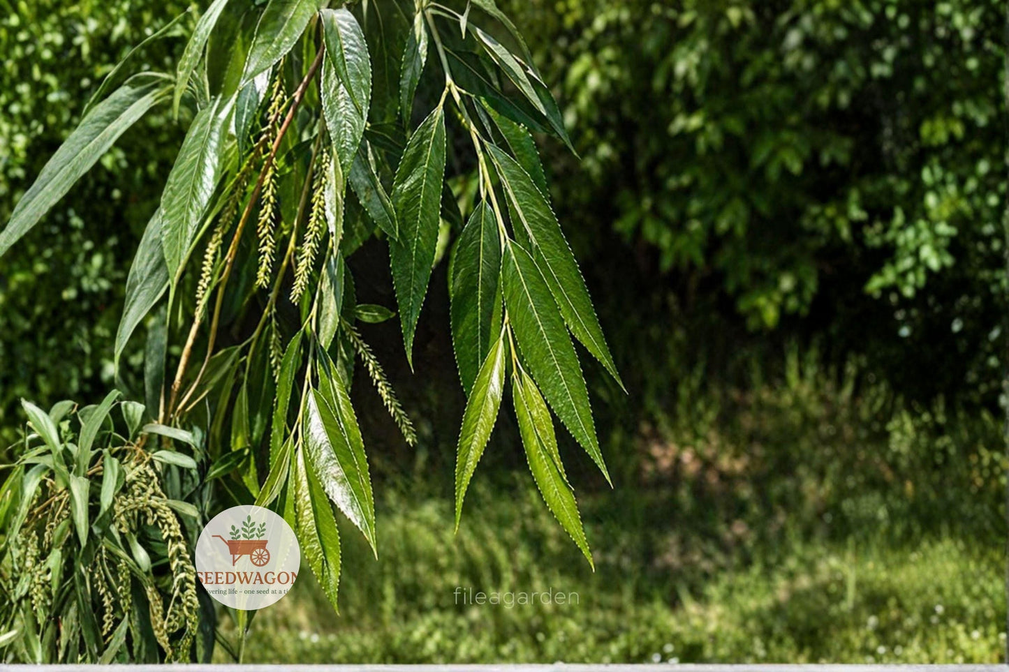 Black Willow Cuttings - Unrooted Fresh Salix nigra Propagation Material for Landscaping and Wildlife Gardens