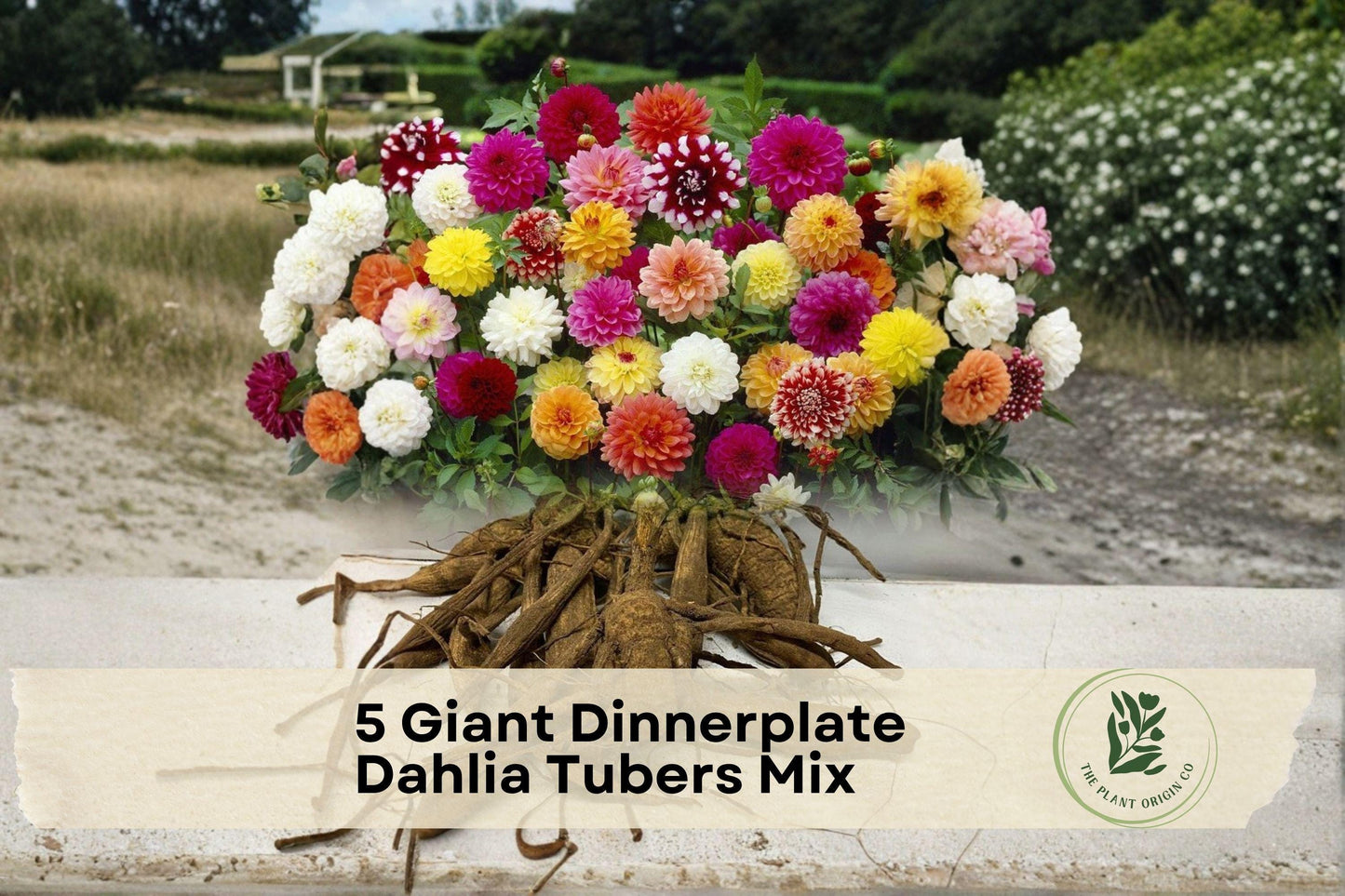 Giant Dinnerplate Dahlia Tubers Mix – Large Blooming Flowering Tubers in Pink, Red, Yellow, Lilac, Bi-Color for Garden & Cut Flowers