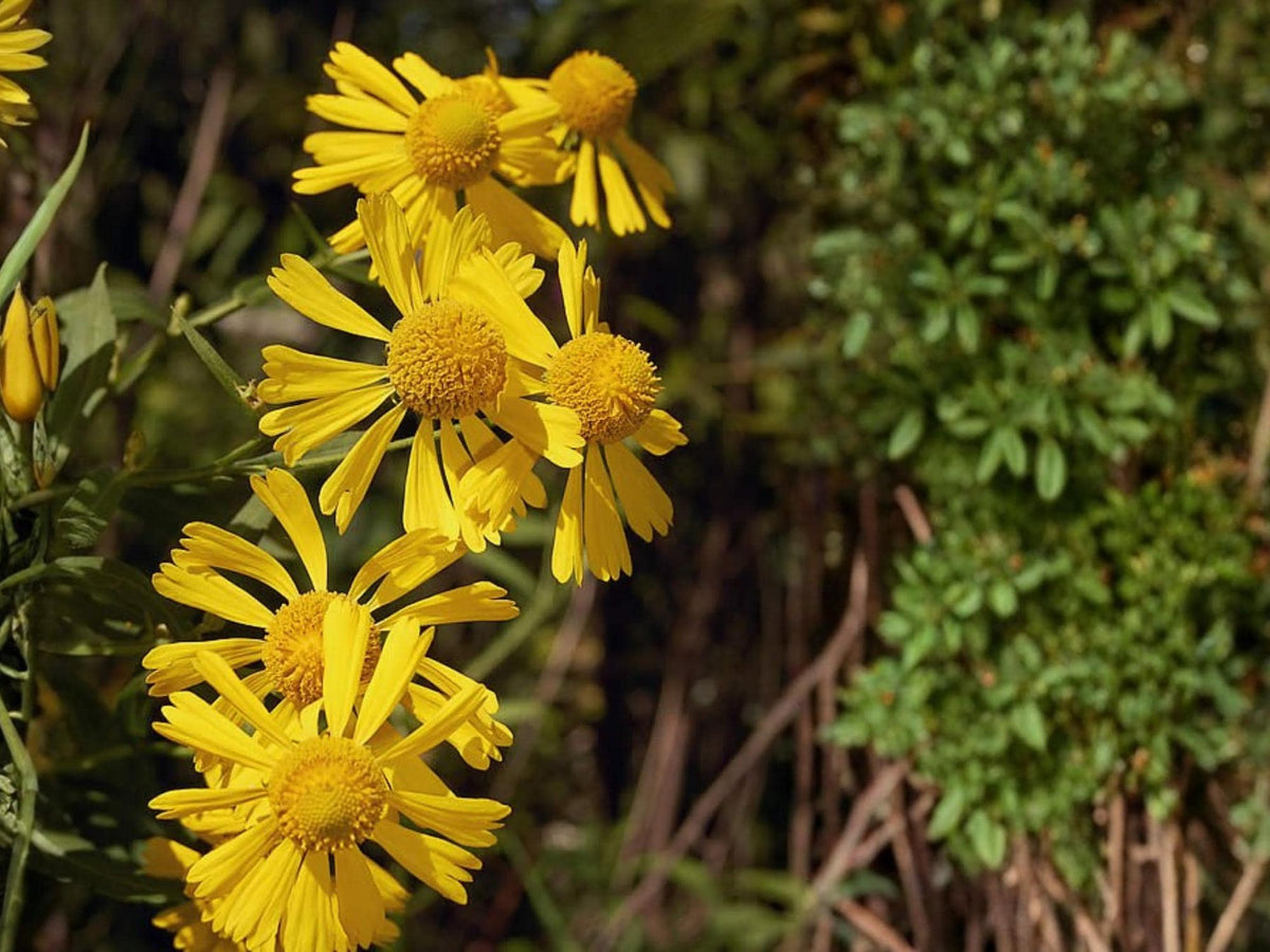 Autumn Sneezeweed Seeds | Helenium autumnale Wildflower for Pollinator Gardens & Cottage Garden Planting