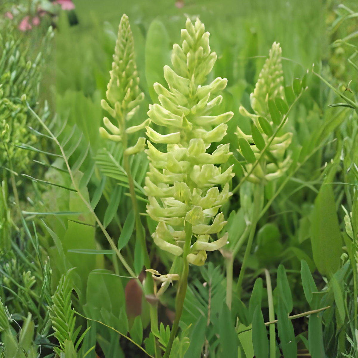 Canadian Milk Vetch Seeds | Astragalus Canadensis | Native Wildflower for Pollinators | Perennial Seed Pack