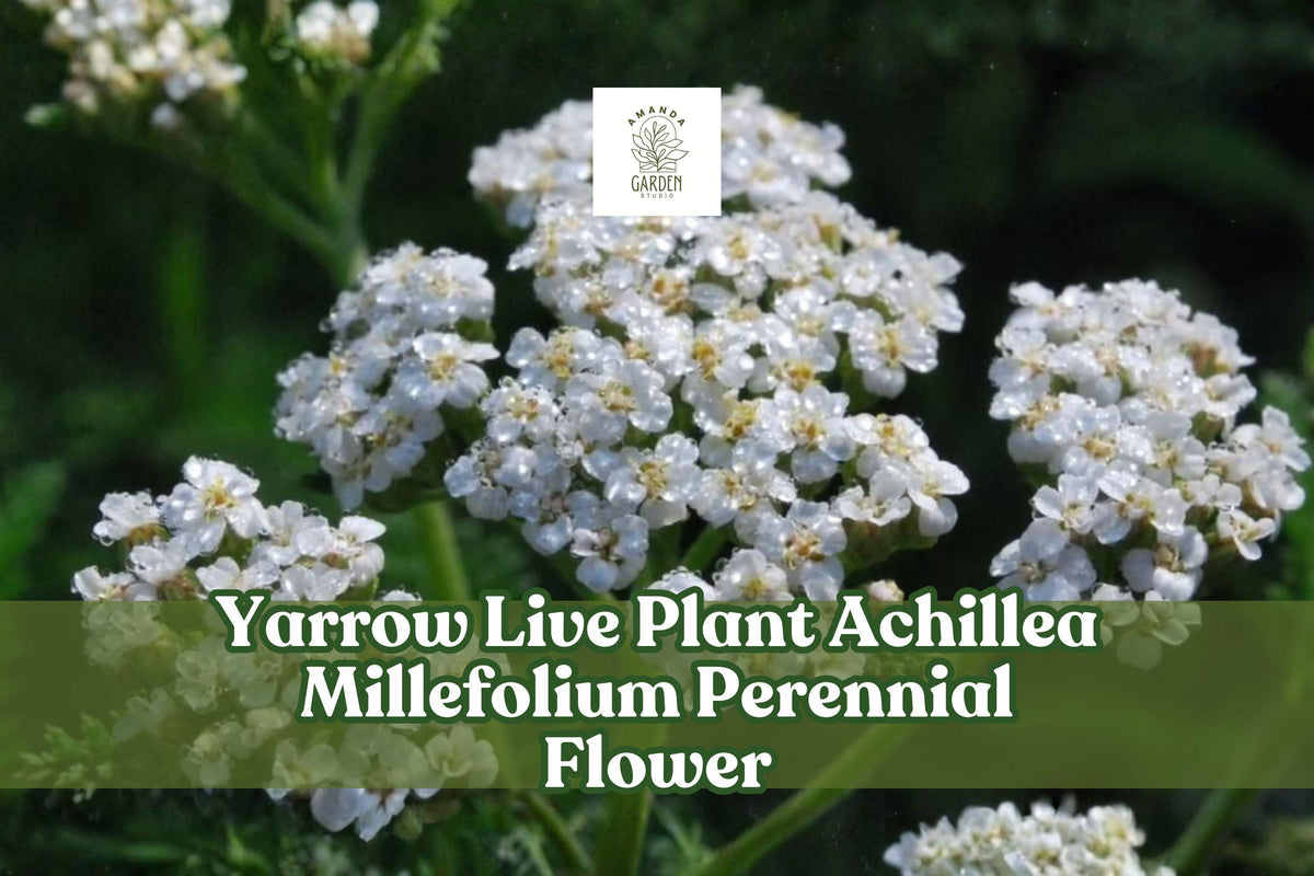 Yarrow Live Plant Achillea Millefolium Perennial Flower Pollinator Garden Plant in 3.5-Inch Pot