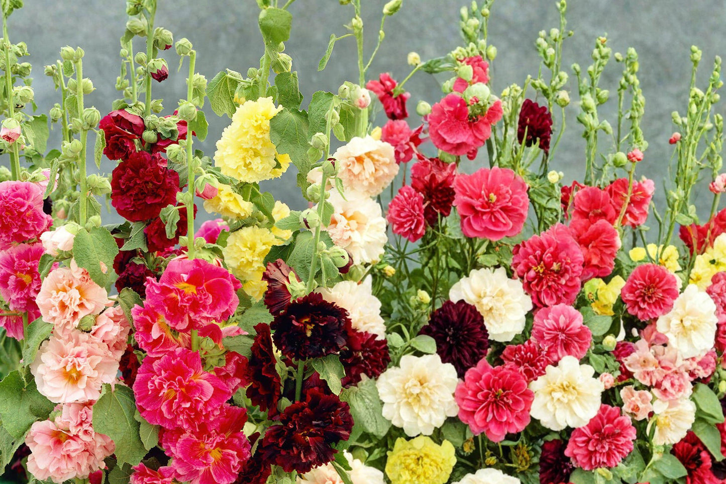 Chater's Double Mix Hollyhock Seeds – Alcea rosea Biennial Flower Seeds for Cottage Garden, Border, and Landscape Planting